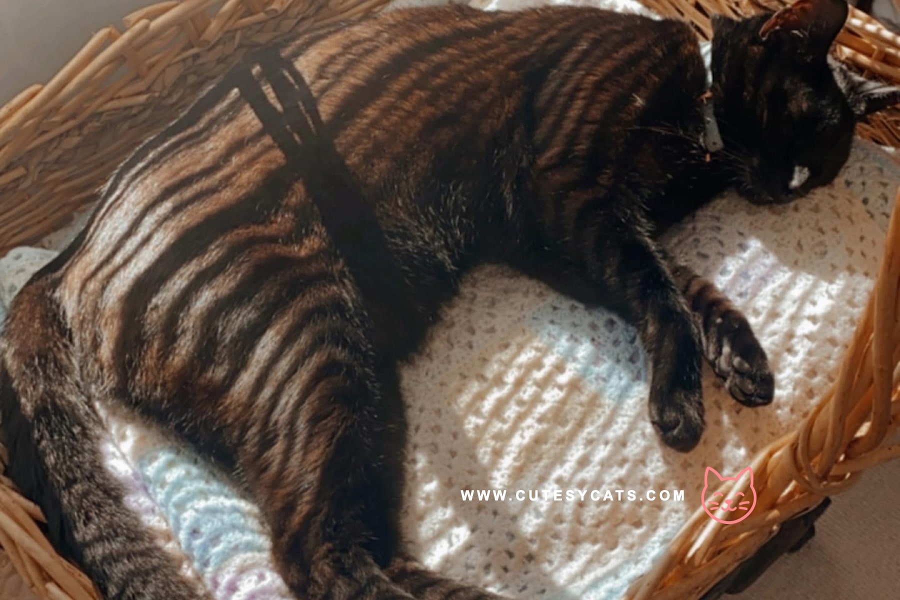 Why Families Fall in Love with the American Ringtail Cat