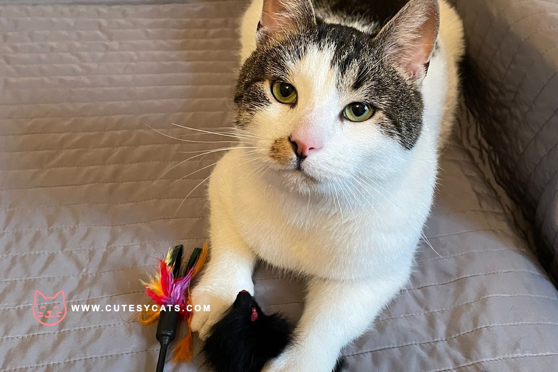 Why Families Fall in Love with the American Ringtail Cat