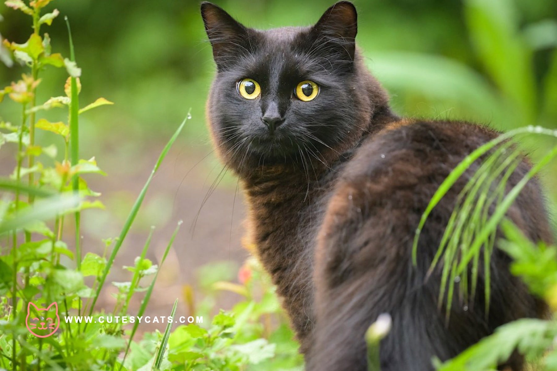 York Chocolate Cat: Rich in Color, Rich in Charm