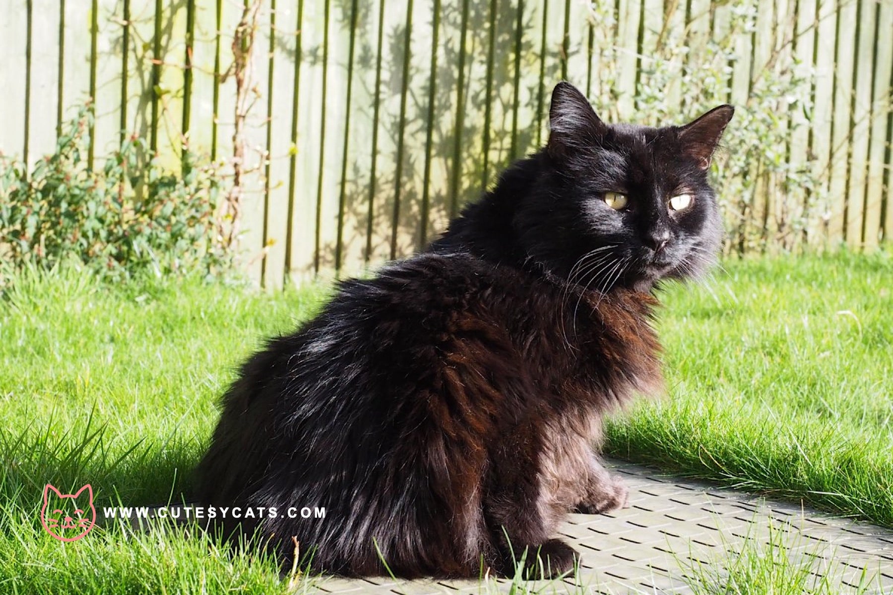 York Chocolate Cat: Rich in Color, Rich in Charm