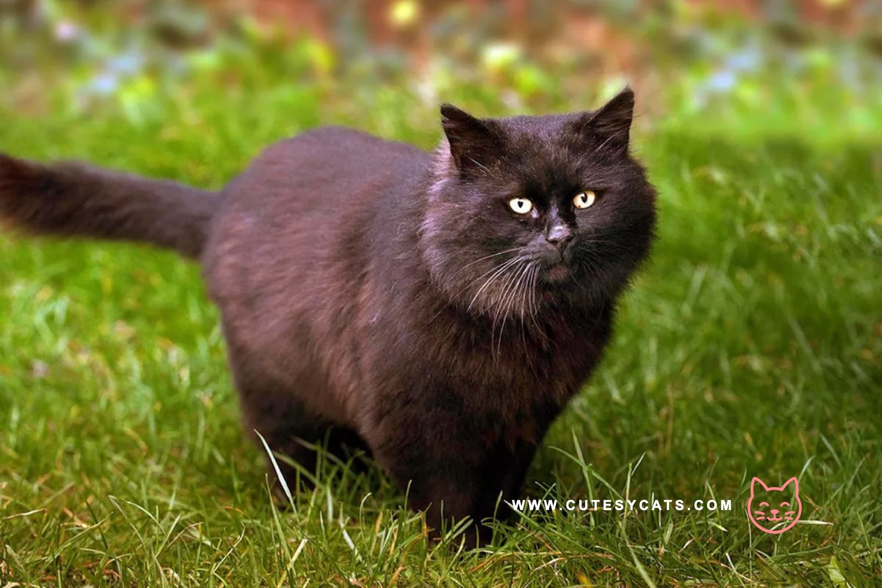 York Chocolate Cat: Rich in Color, Rich in Charm