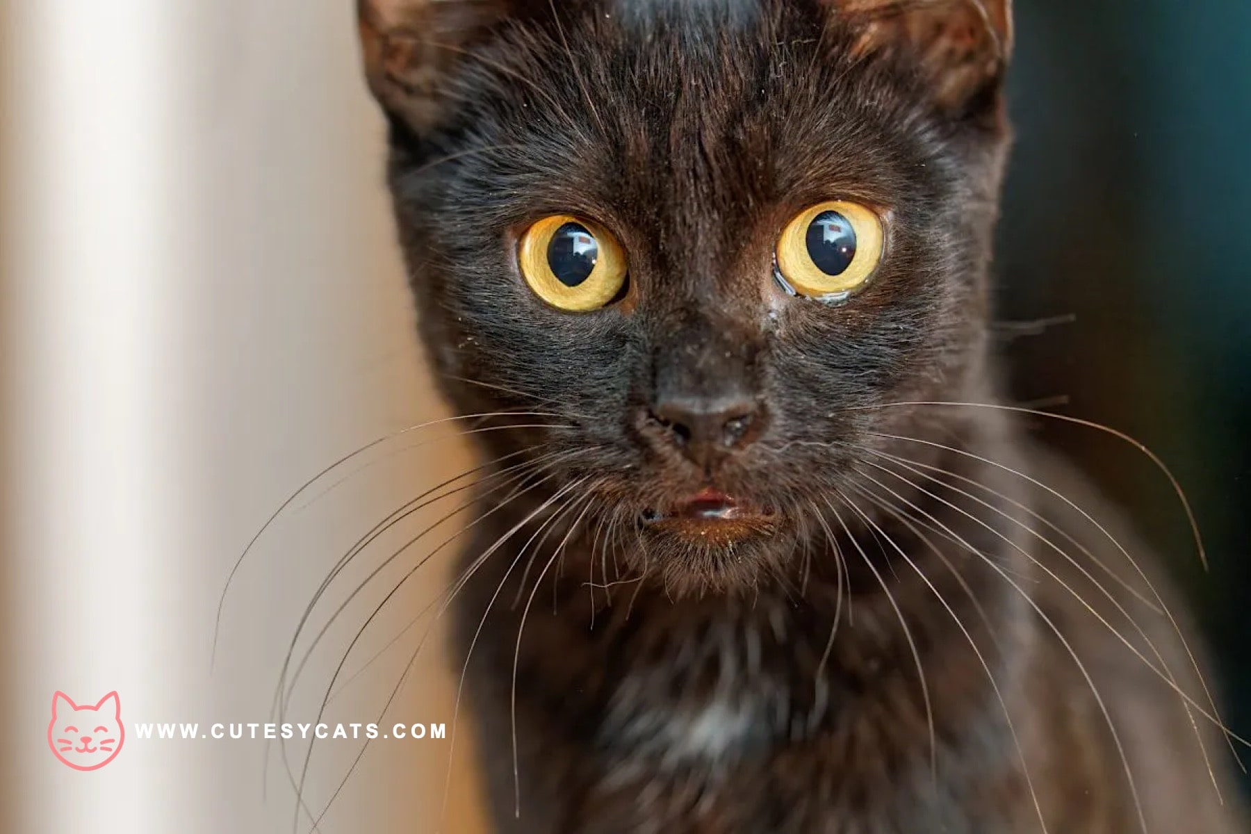 York Chocolate Cat: Rich in Color, Rich in Charm