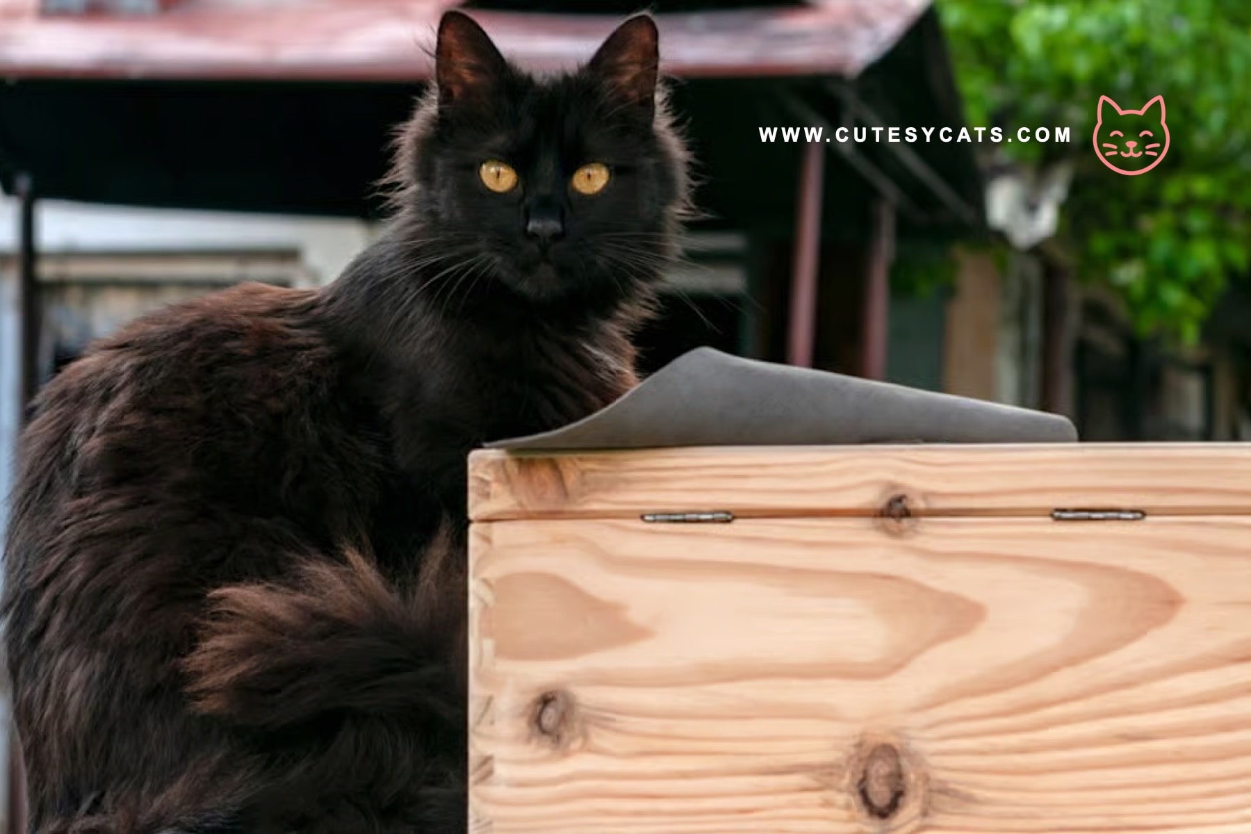 York Chocolate Cat: Rich in Color, Rich in Charm