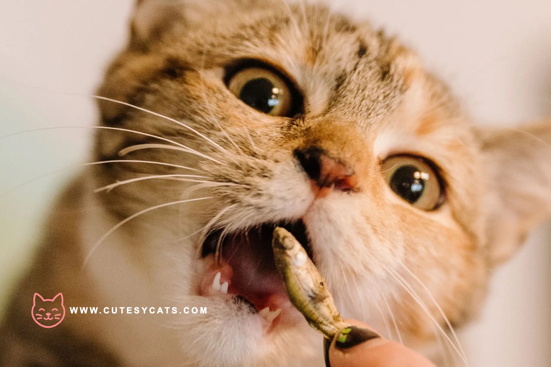 8 Christmas Gifts That Are Safe for Your Cat