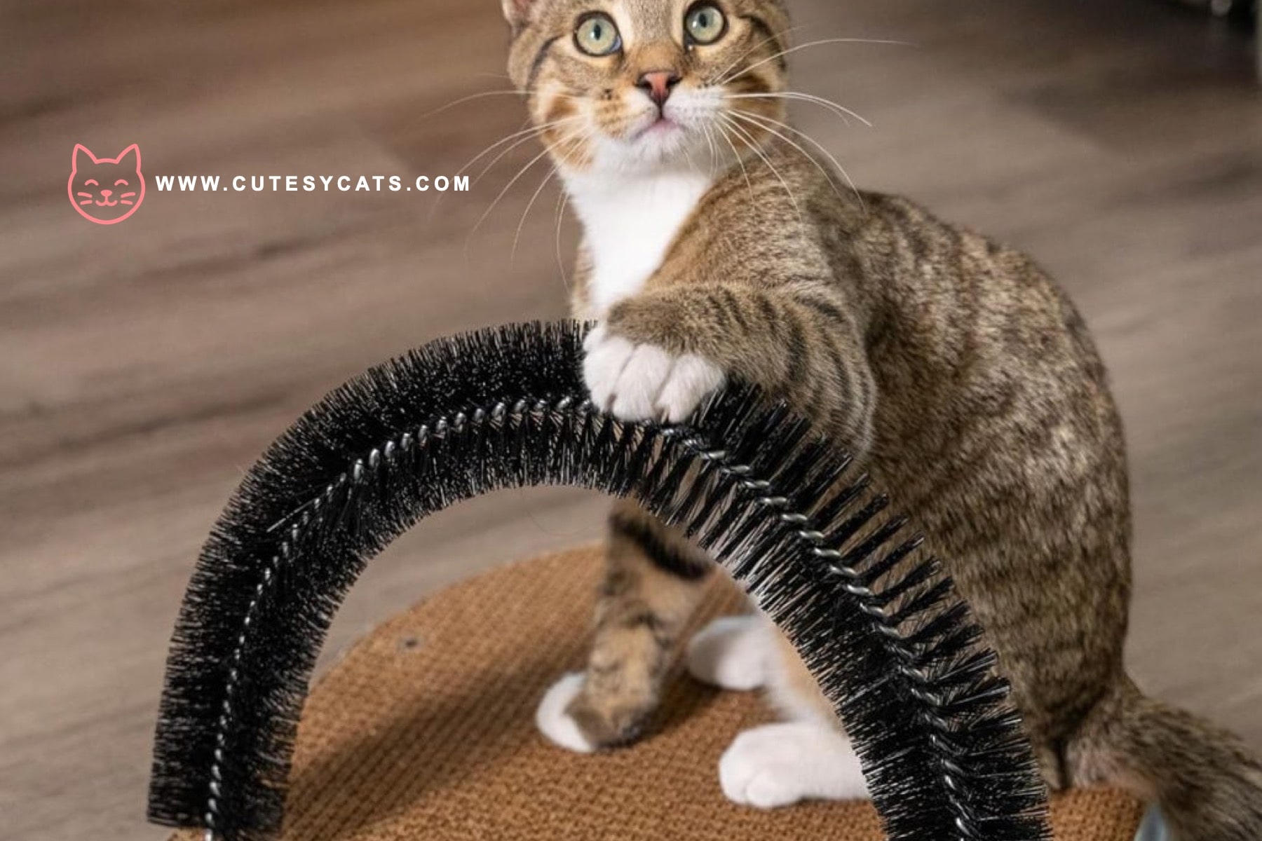 8 Christmas Gifts That Are Safe for Your Cat