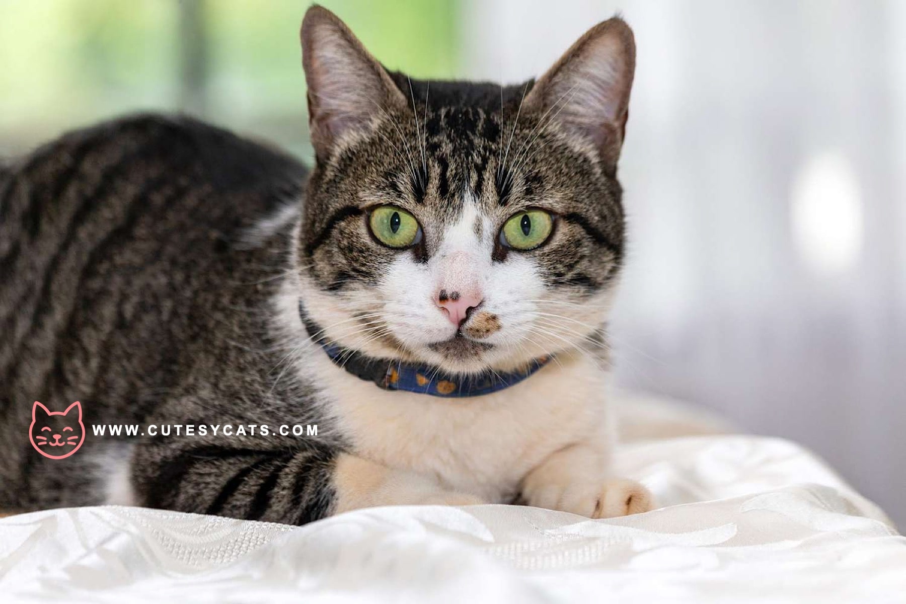 American Wirehair Cat: What Makes This Breed Special