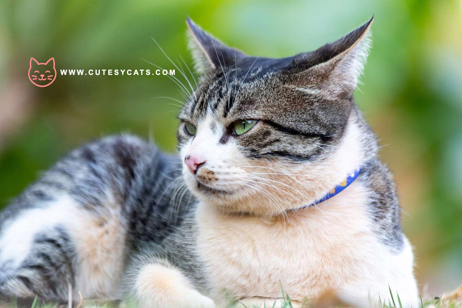 American Wirehair Cat: What Makes This Breed Special