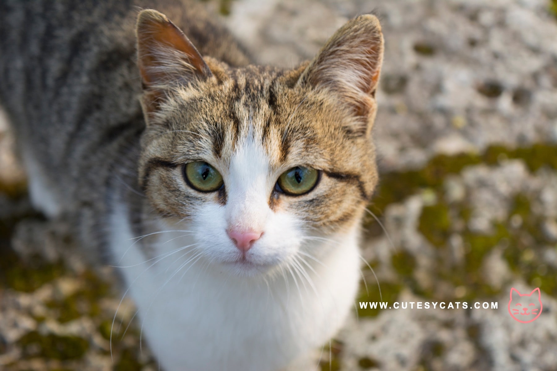 American Wirehair Cat: What Makes This Breed Special