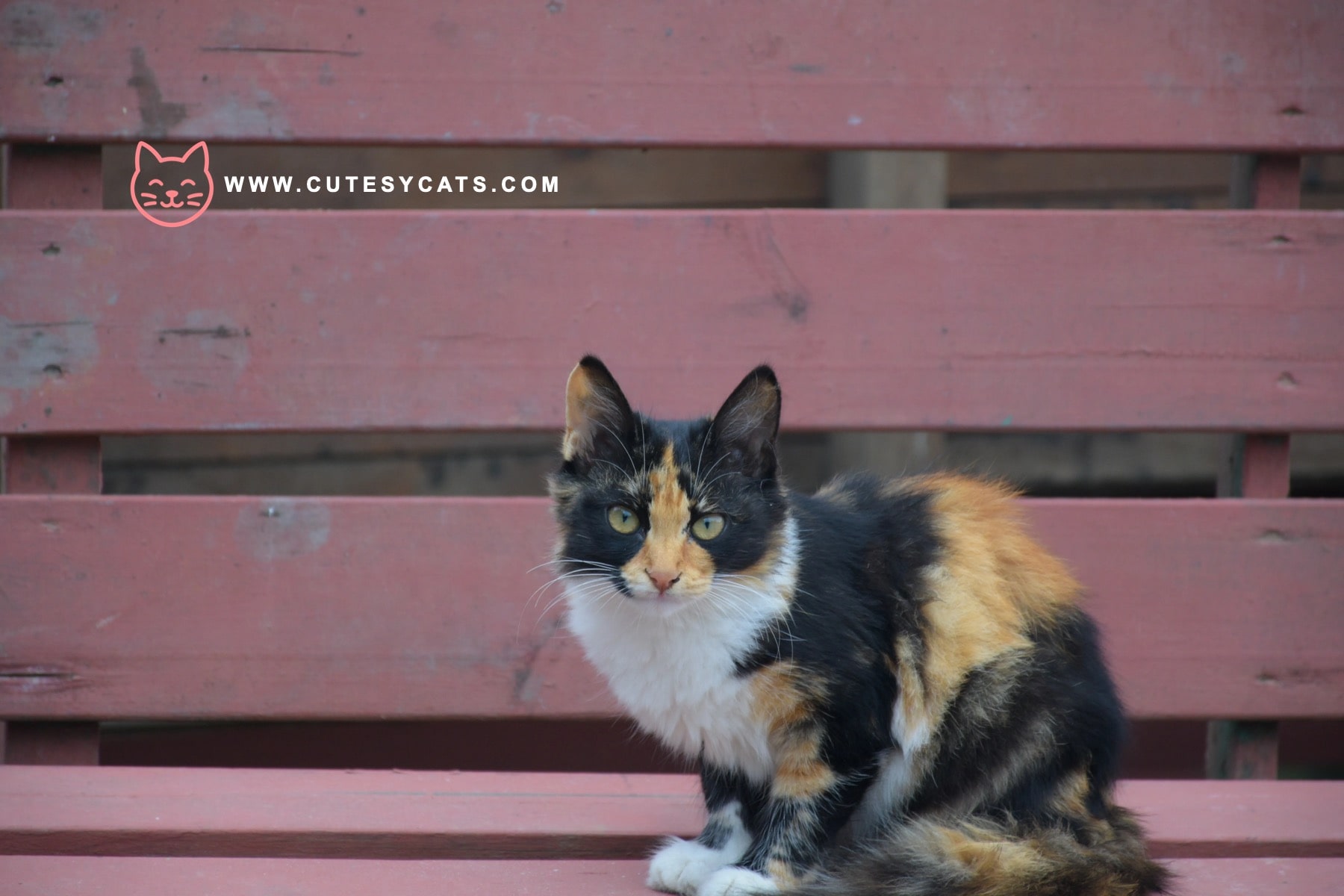American Wirehair Cat: What Makes This Breed Special