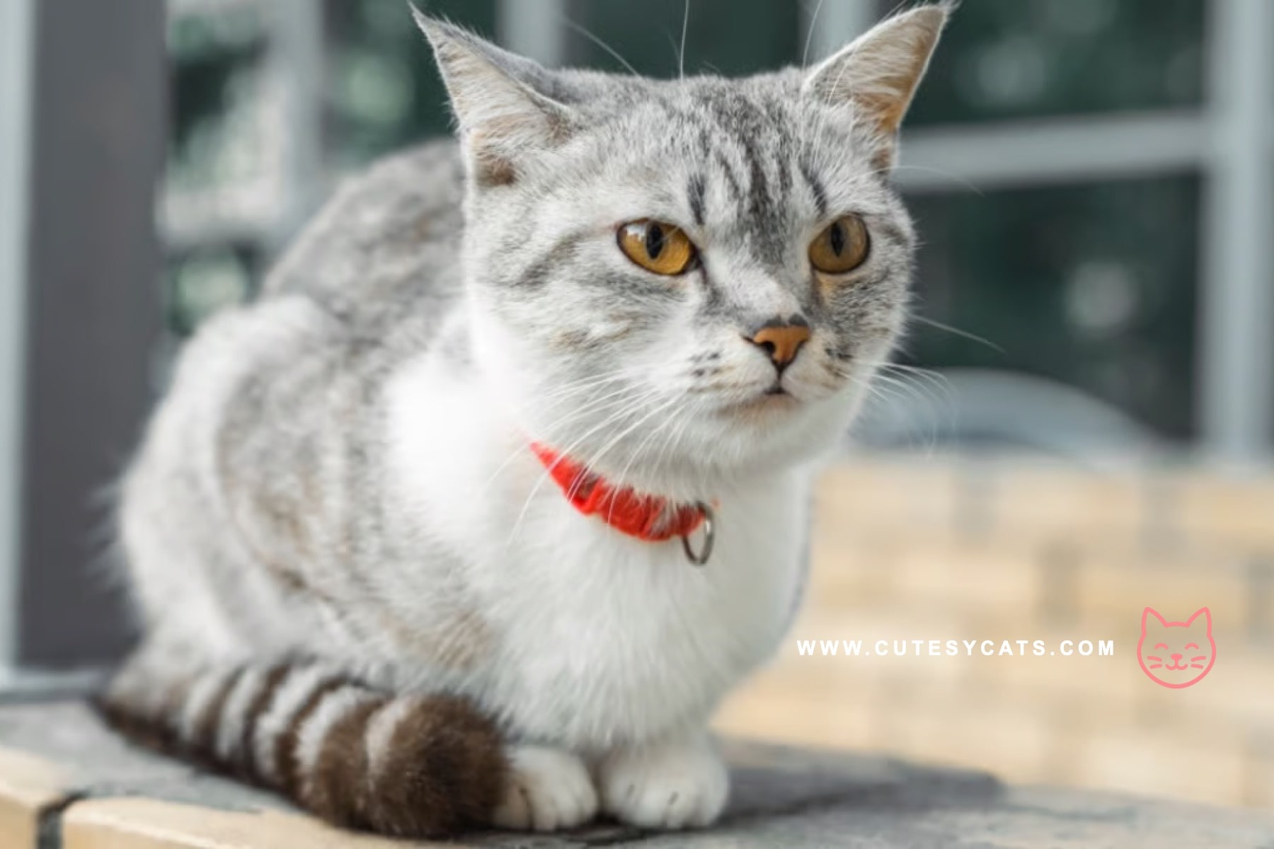 American Wirehair Cat: What Makes This Breed Special