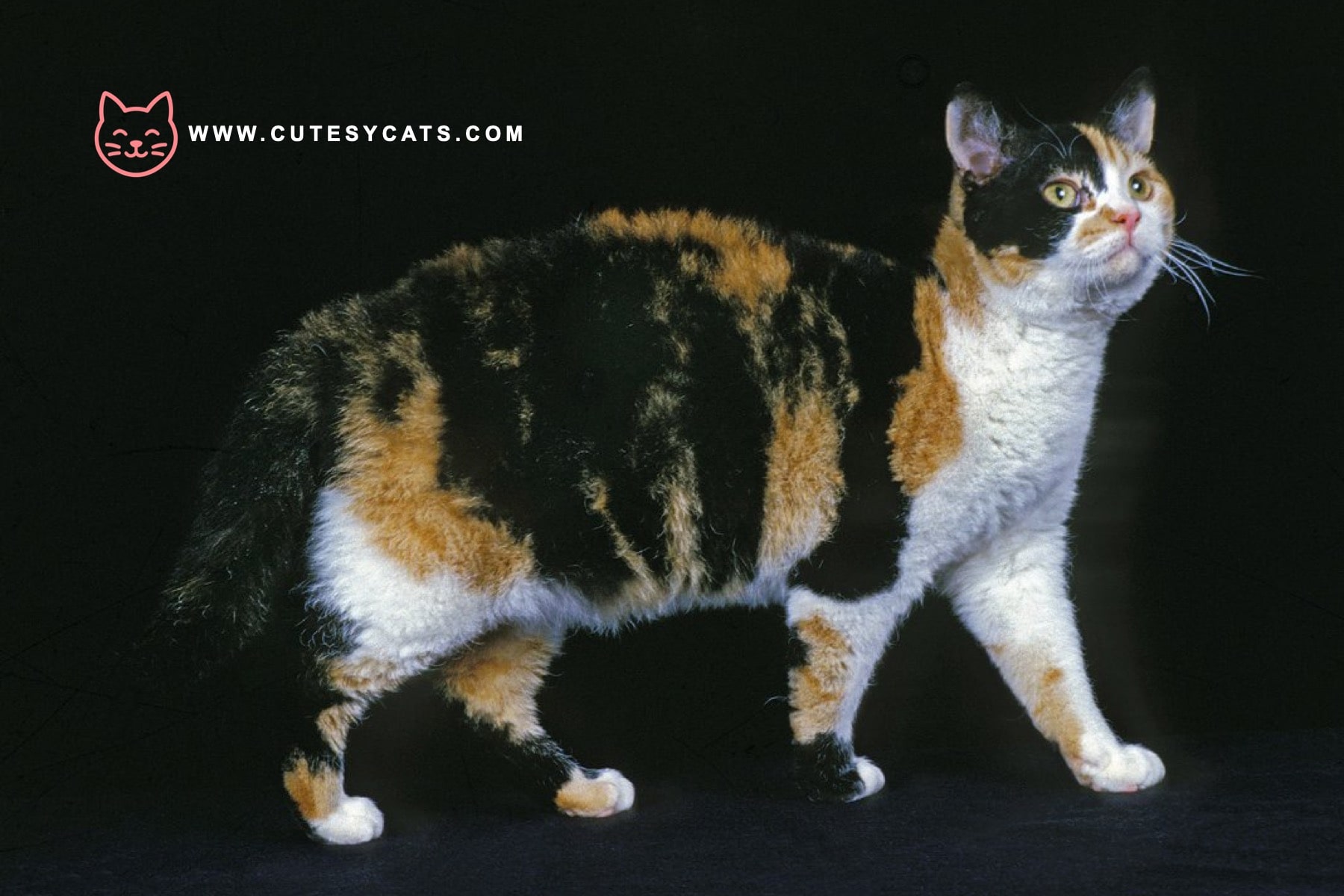 American Wirehair Cat: What Makes This Breed Special