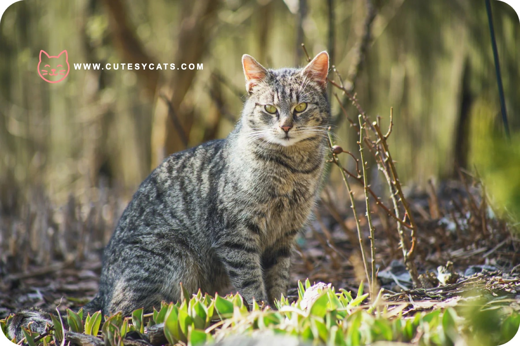 American Wirehair Cat: What Makes This Breed Special