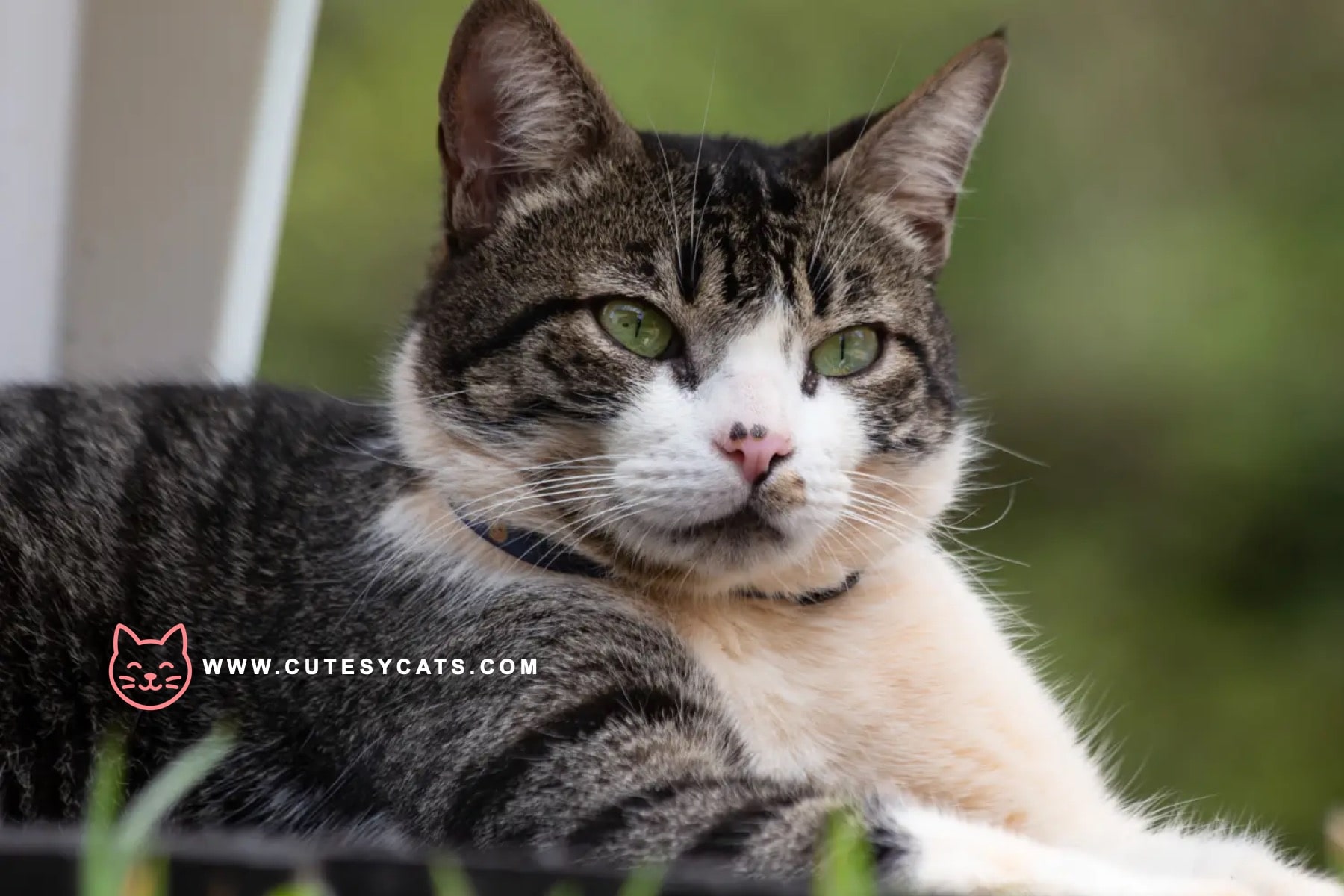 American Wirehair Cat: What Makes This Breed Special