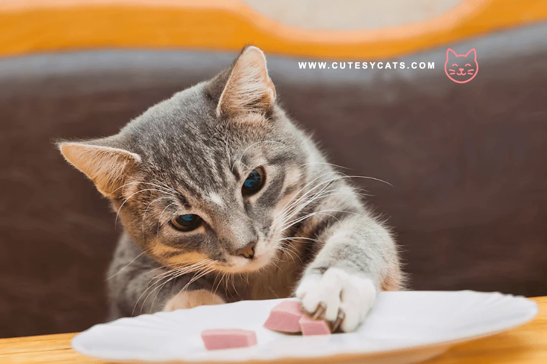 Can Cats Eat Christmas Dinner Leftovers?