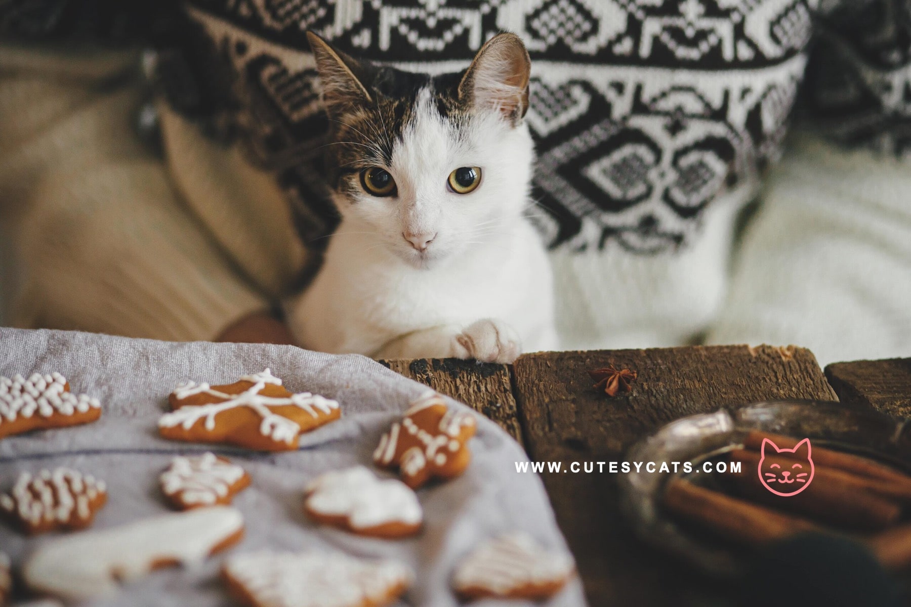 Can Cats Eat Christmas Dinner Leftovers?