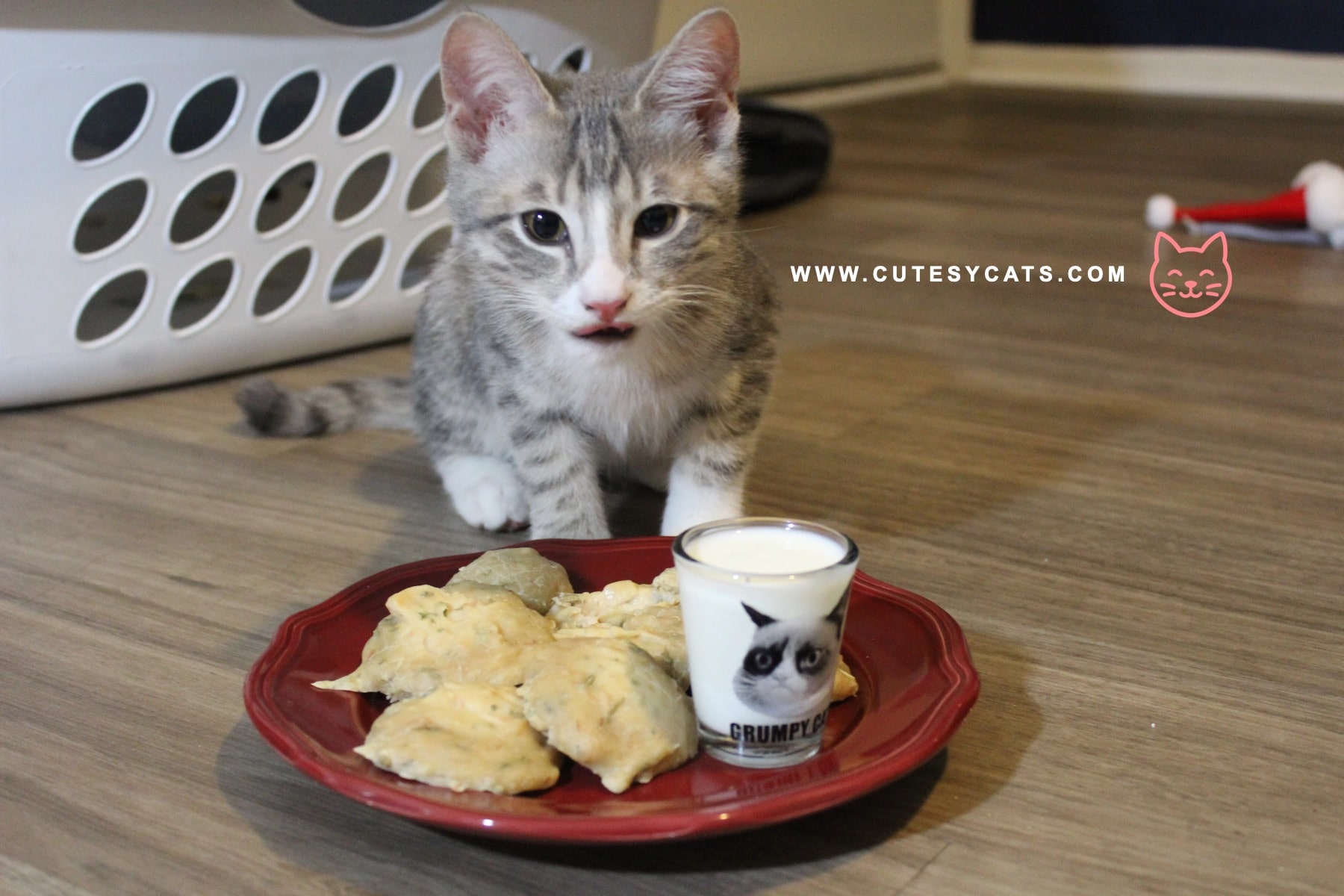 Can Cats Eat Christmas Dinner Leftovers?