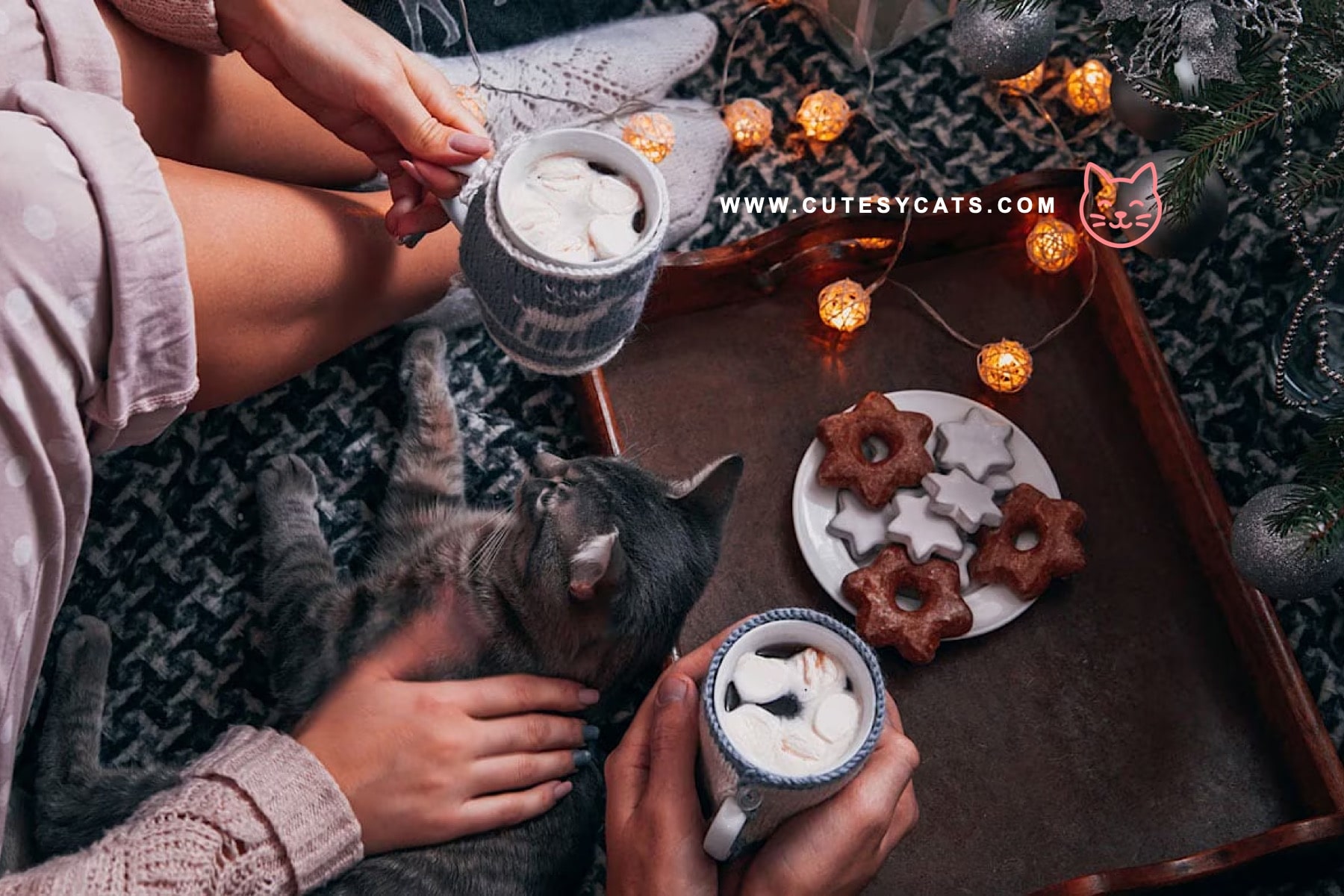 Can Cats Eat Christmas Dinner Leftovers?