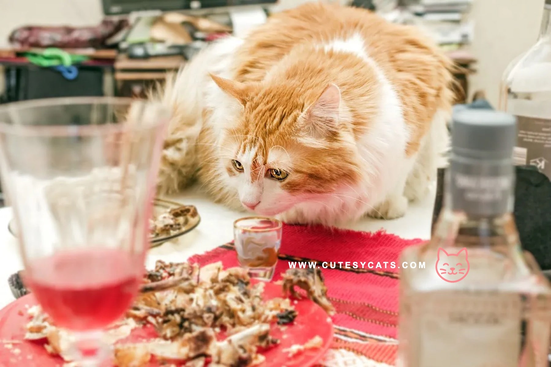 Can Cats Eat Christmas Dinner Leftovers?