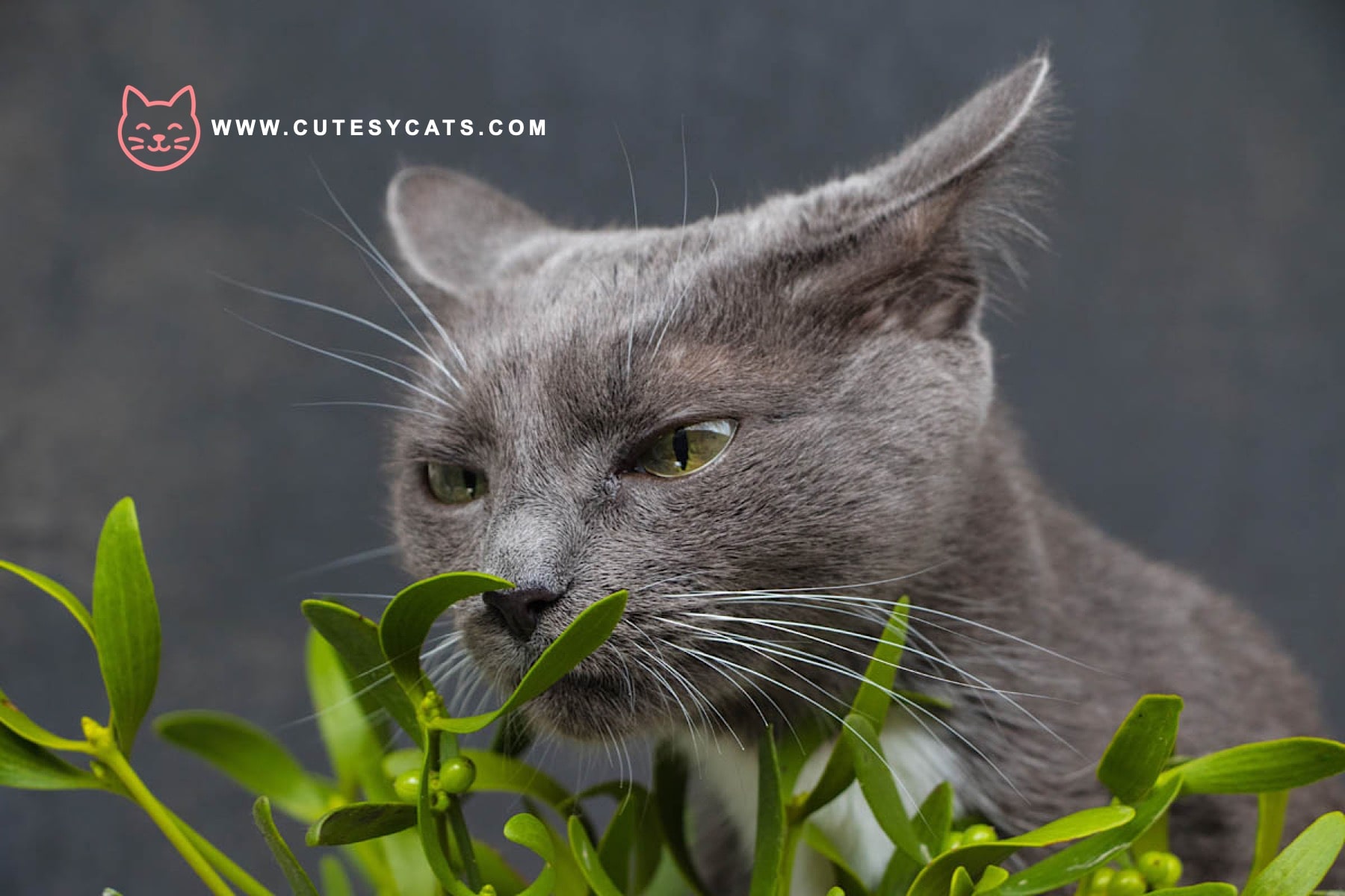 Can Your Cat Get Sick From Mistletoe?