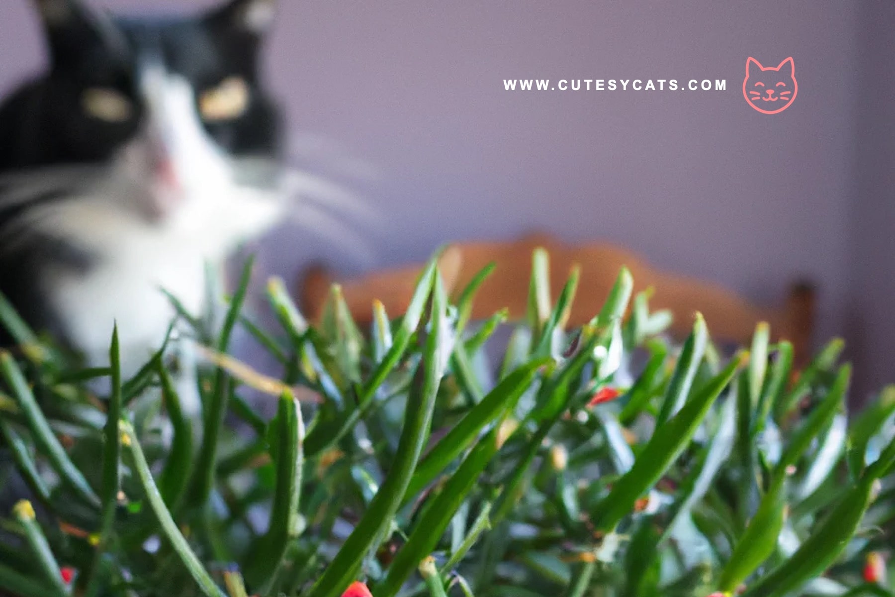 Can Your Cat Get Sick From Mistletoe?