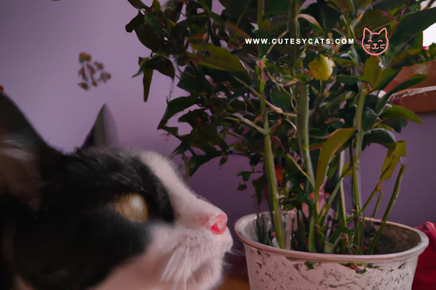 Can Your Cat Get Sick From Mistletoe?