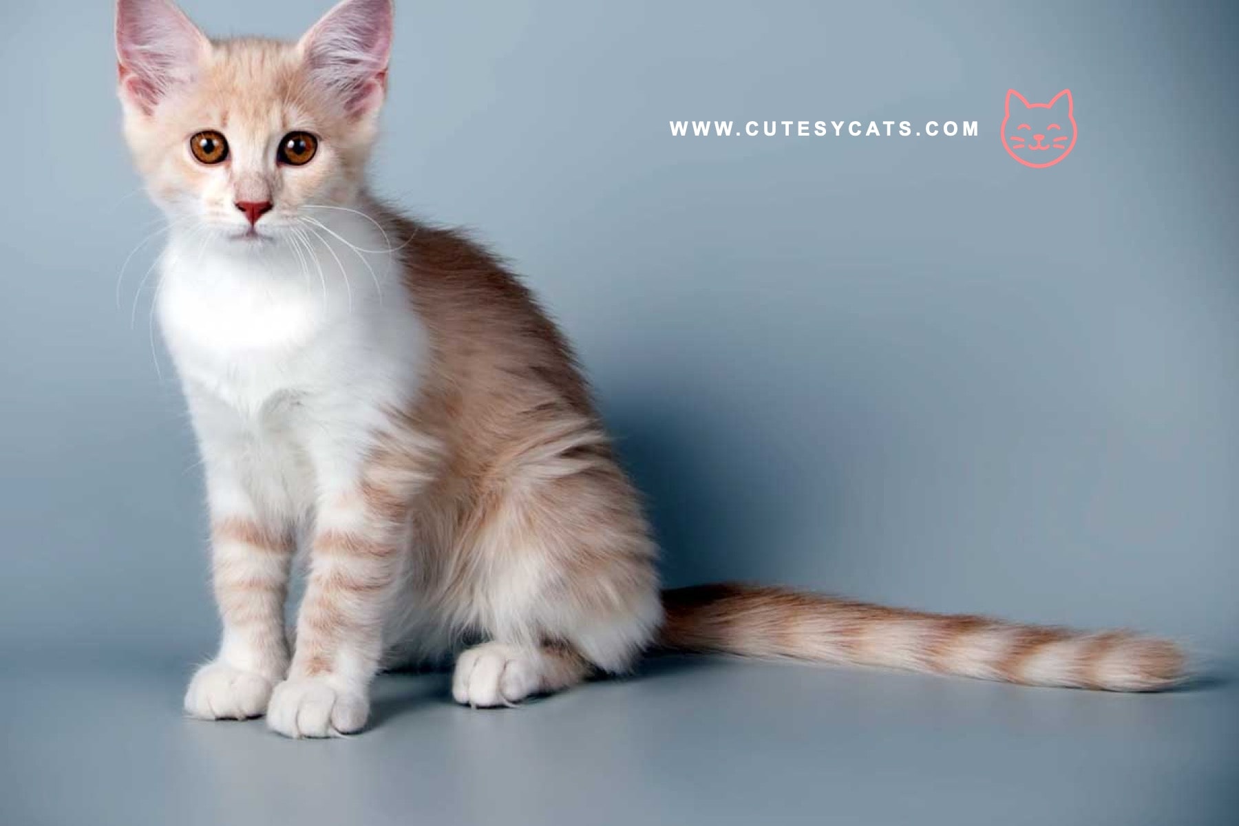 Could the Aphrodite Giant Cat Be the Perfect Family Pet?