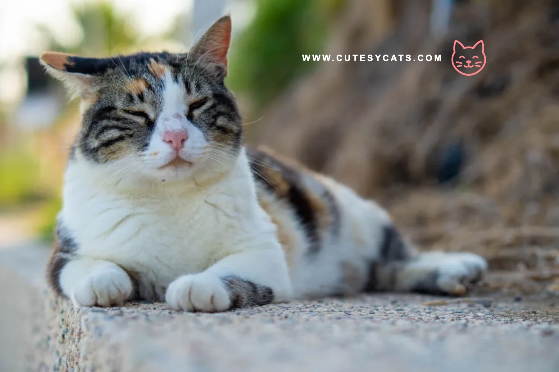 Could the Aphrodite Giant Cat Be the Perfect Family Pet?