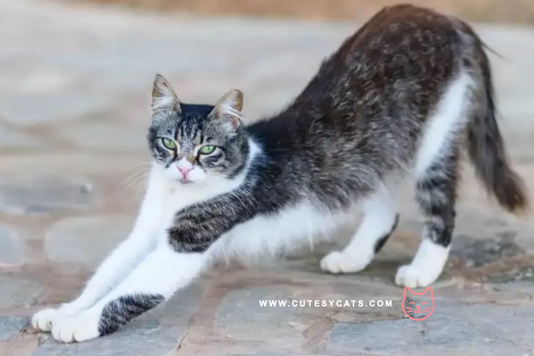 Could the Aphrodite Giant Cat Be the Perfect Family Pet?