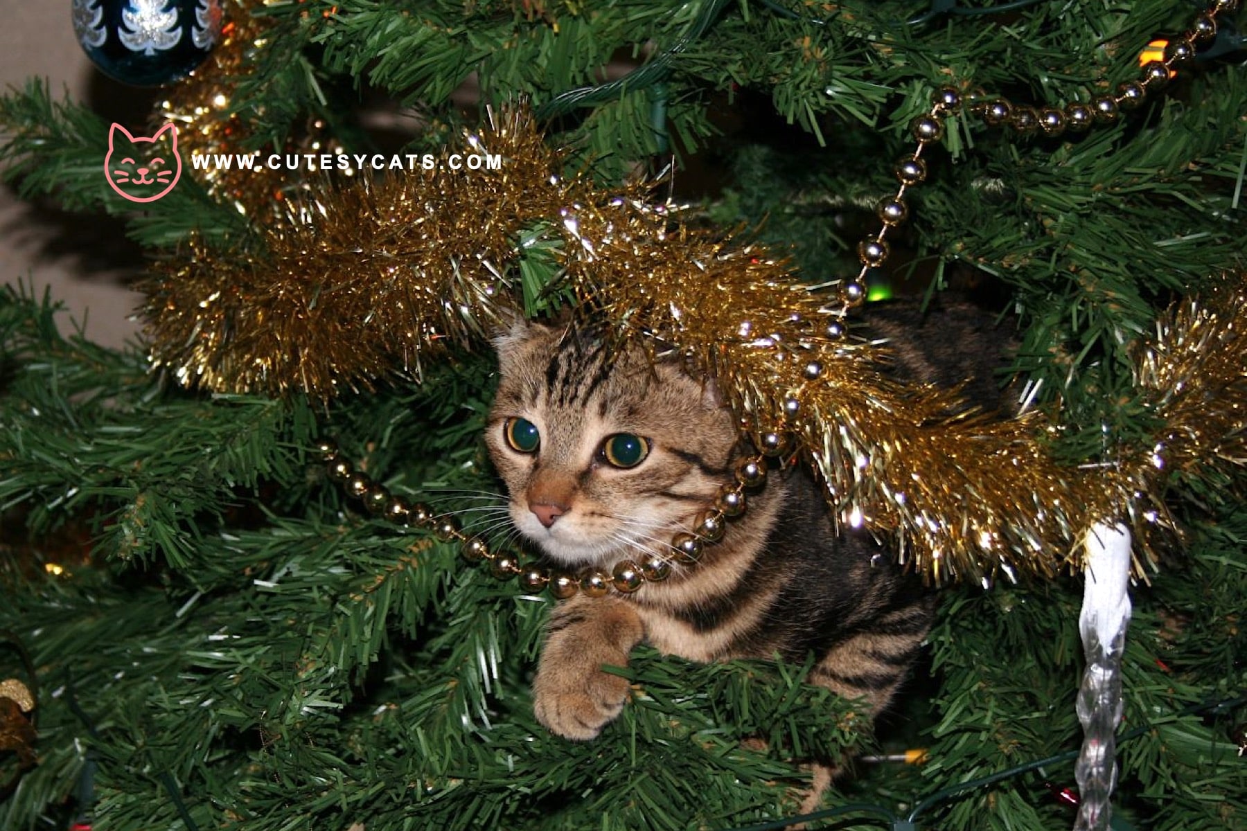 How Can You Keep Your Cat Safe by the Christmas Tree