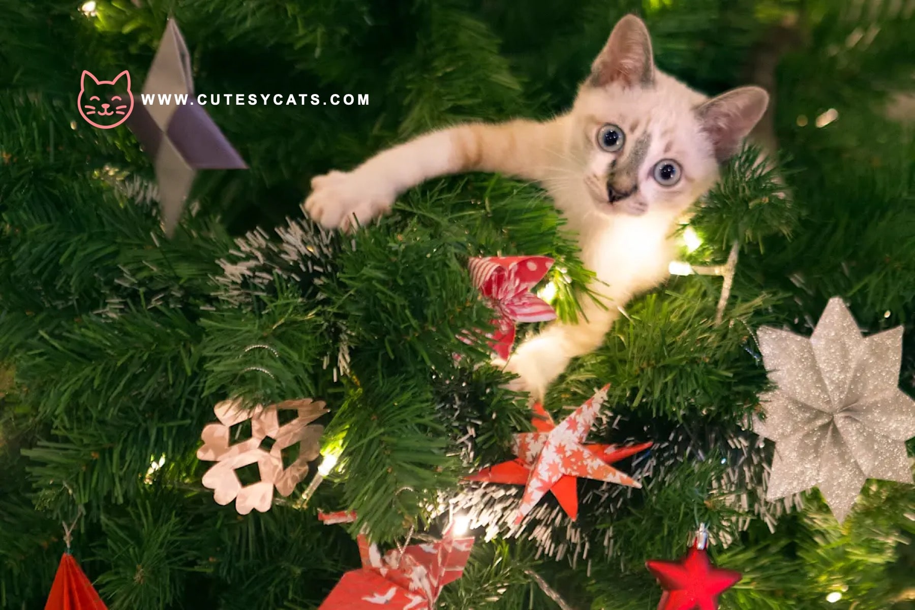 How Can You Keep Your Cat Safe by the Christmas Tree
