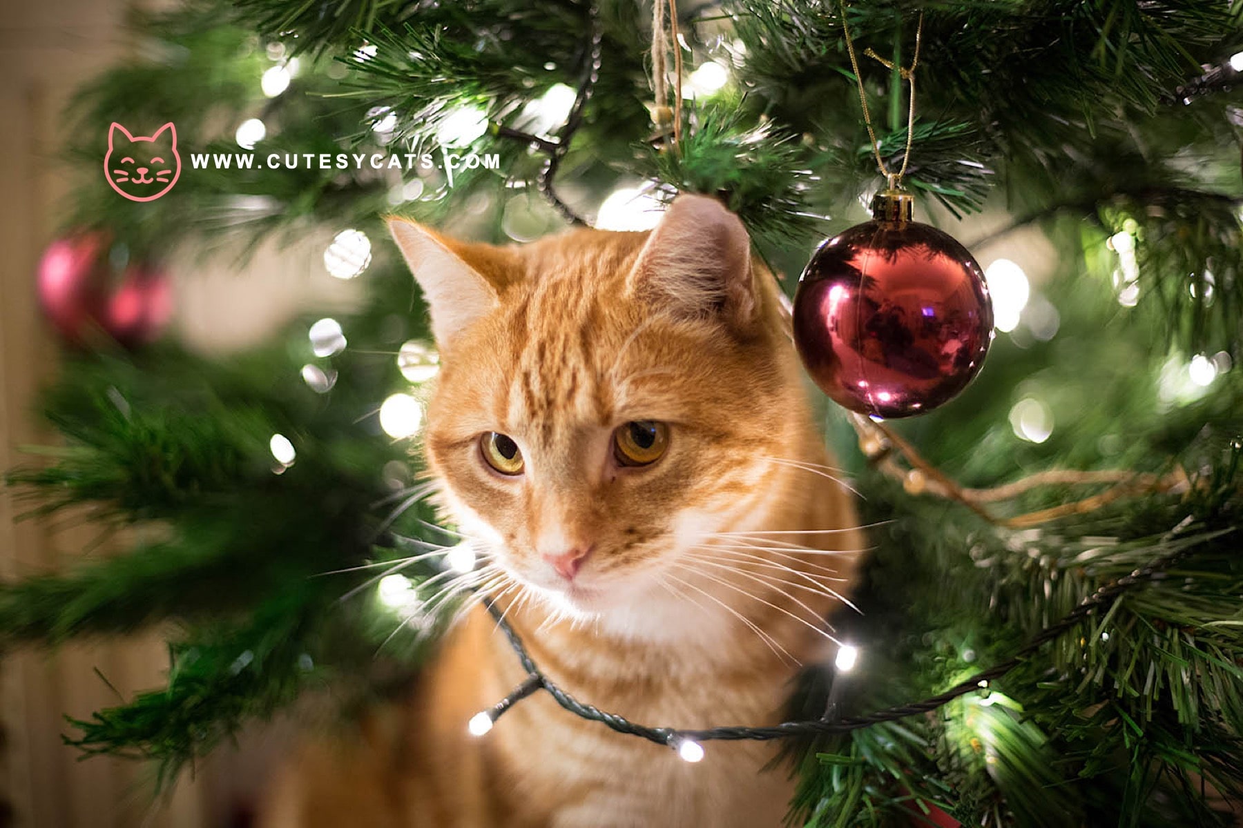 How Can You Keep Your Cat Safe by the Christmas Tree
