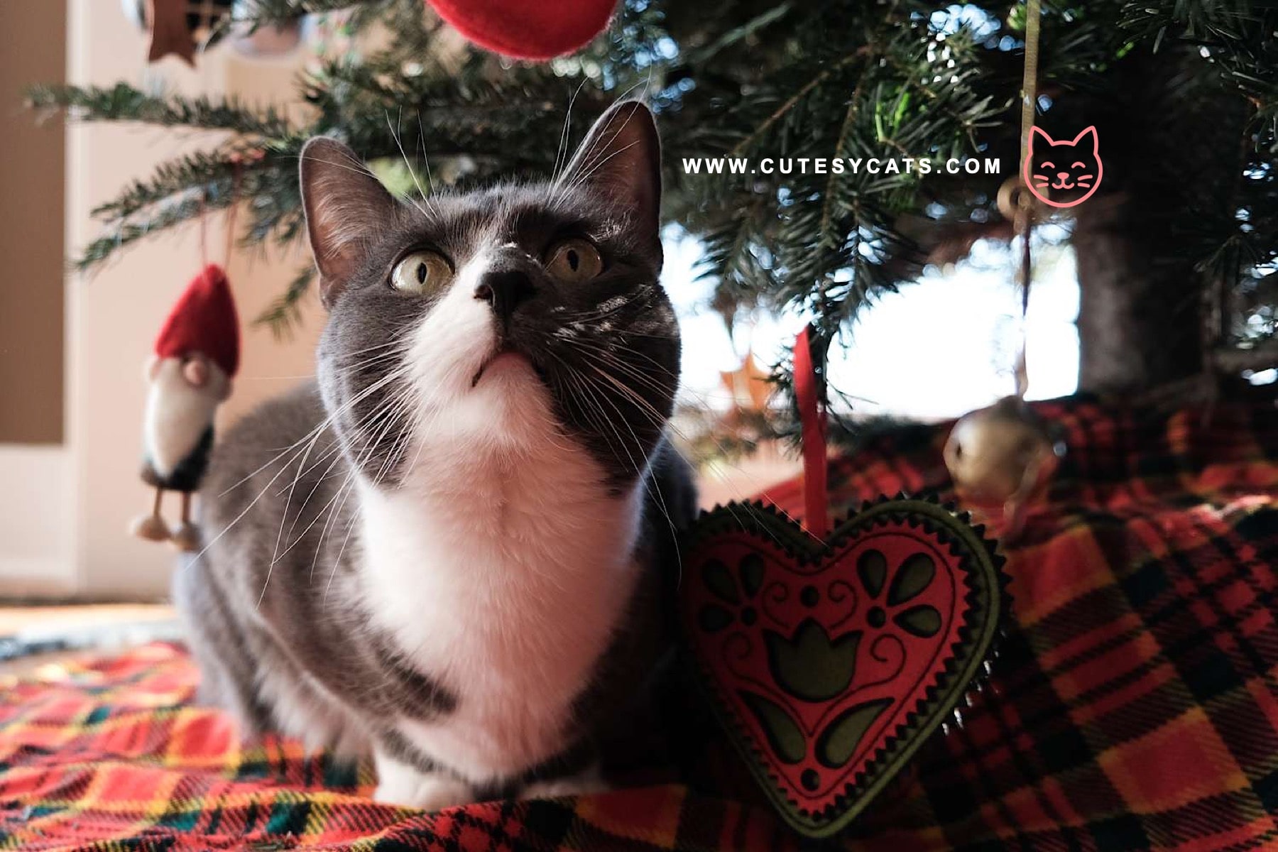 How Can You Keep Your Cat Safe by the Christmas Tree