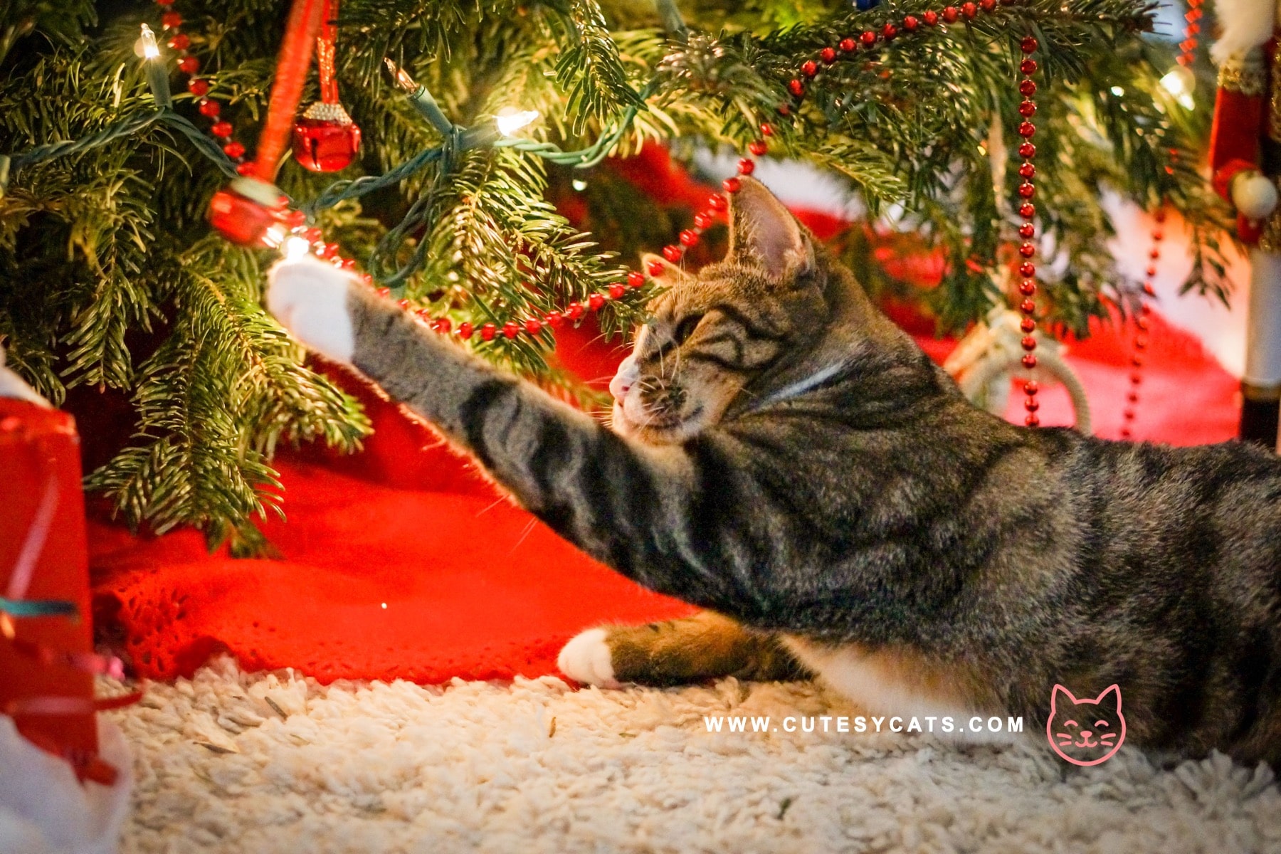 How Can You Keep Your Cat Safe by the Christmas Tree