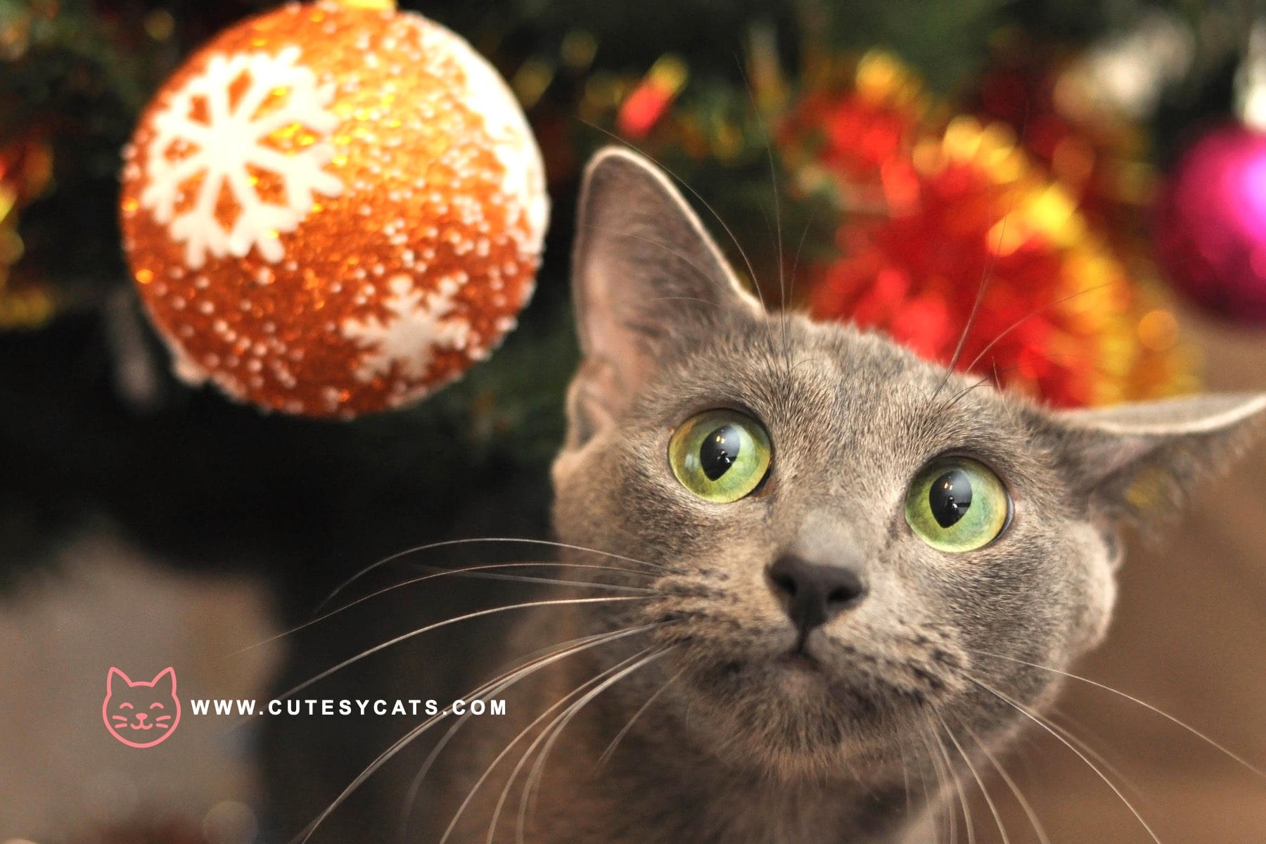 How Can You Keep Your Cat Safe by the Christmas Tree