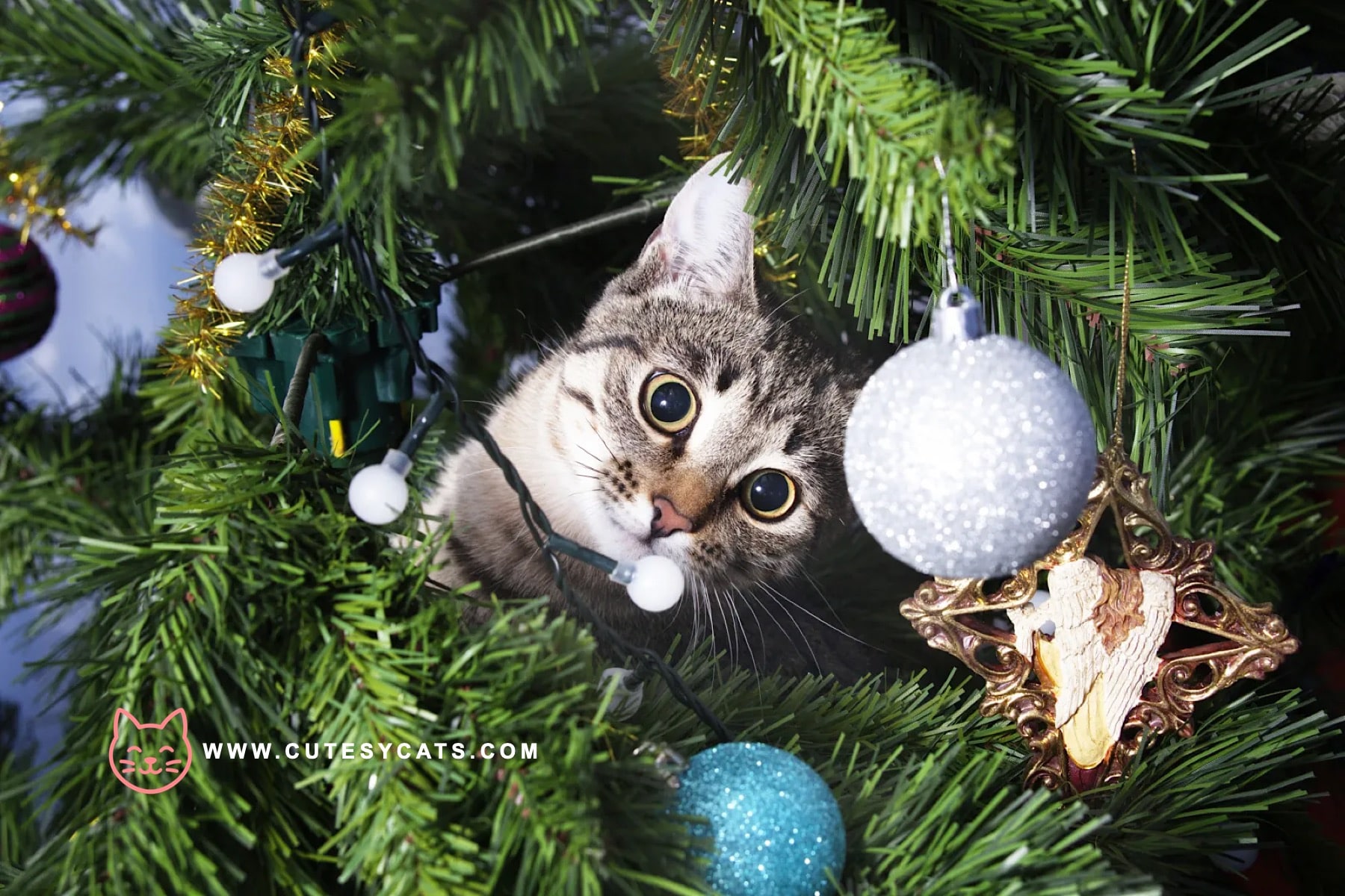 How Can You Keep Your Cat Safe by the Christmas Tree