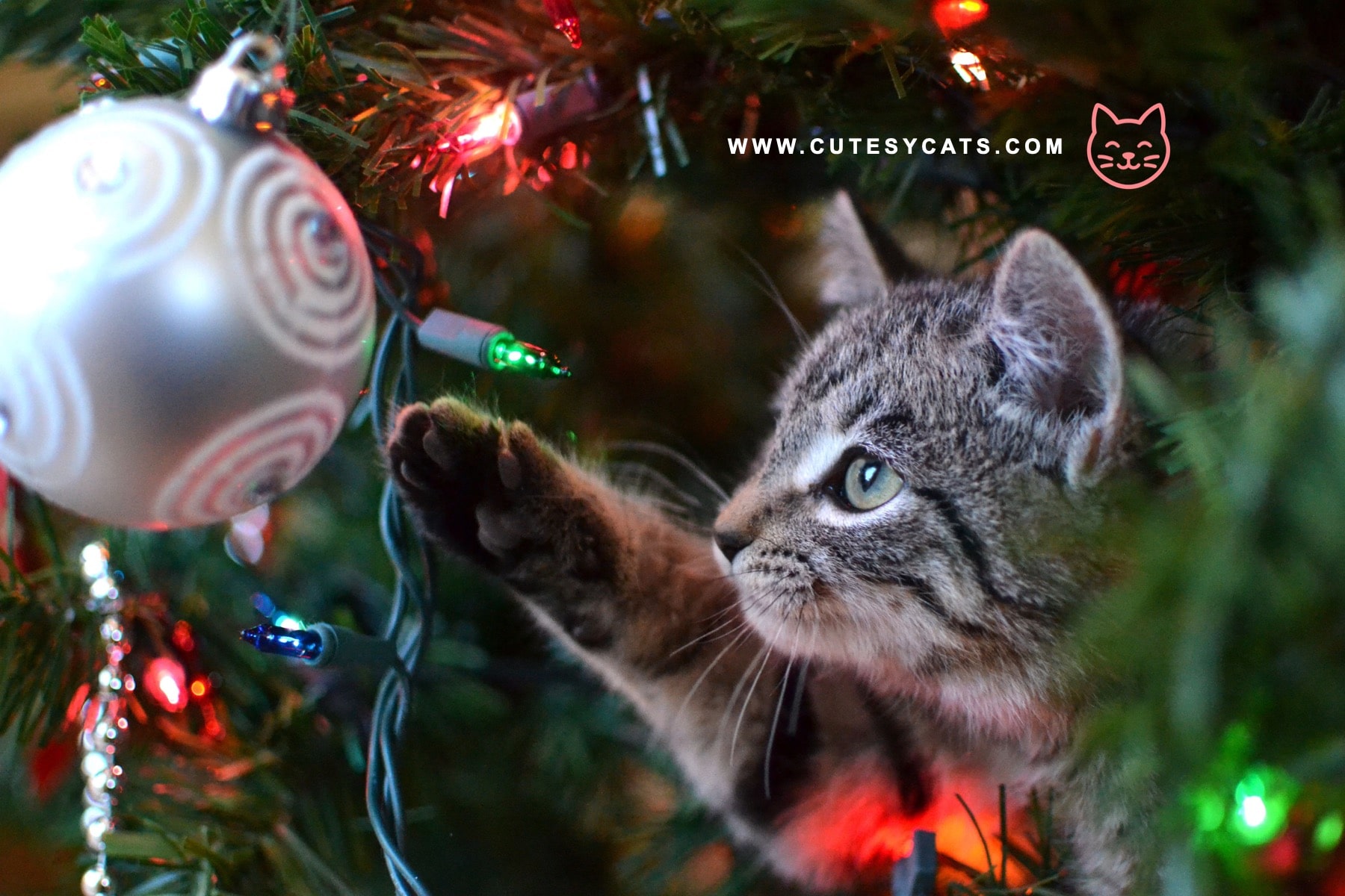 How Can You Keep Your Cat Safe by the Christmas Tree