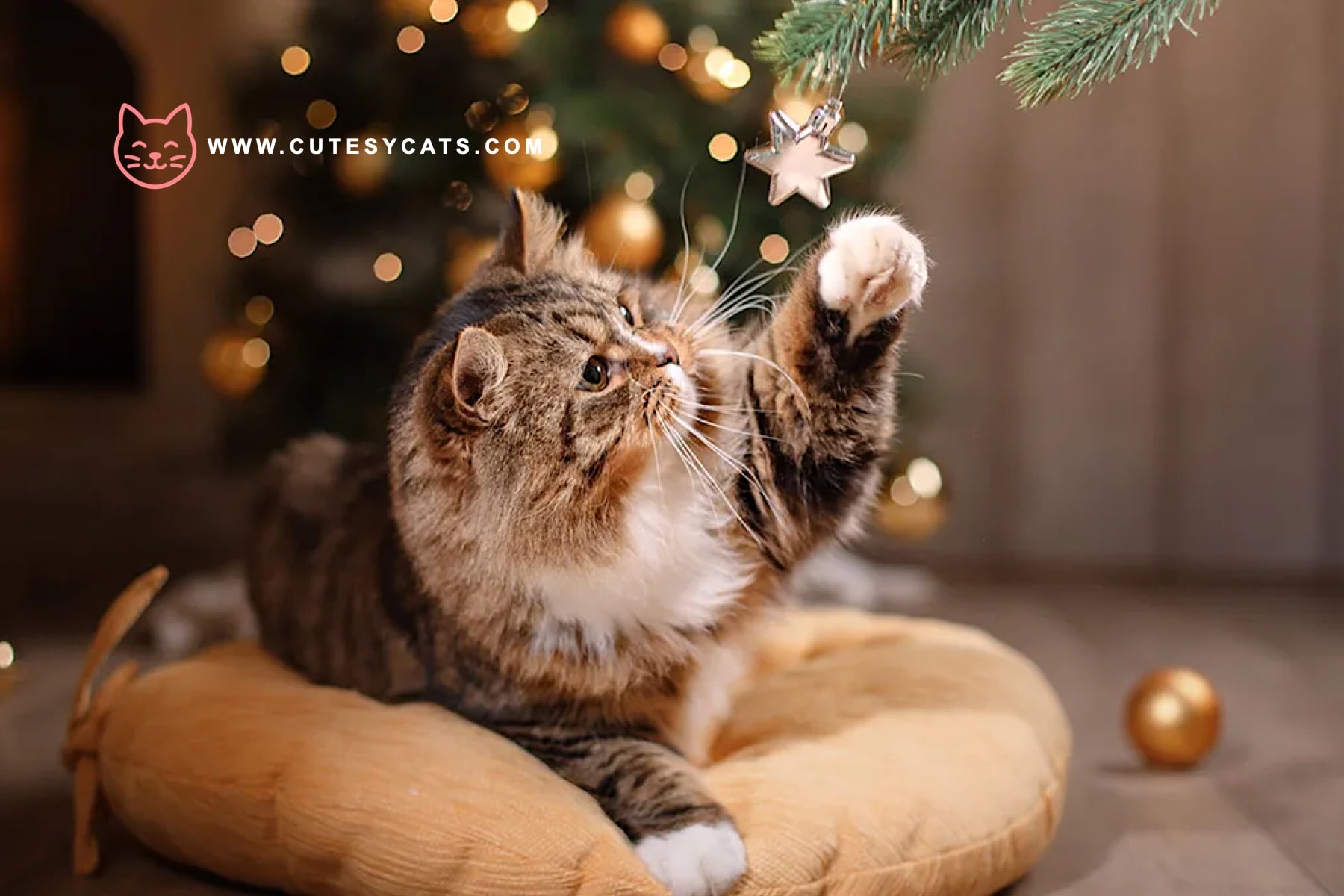 How Can You Keep Your Cat Safe by the Christmas Tree