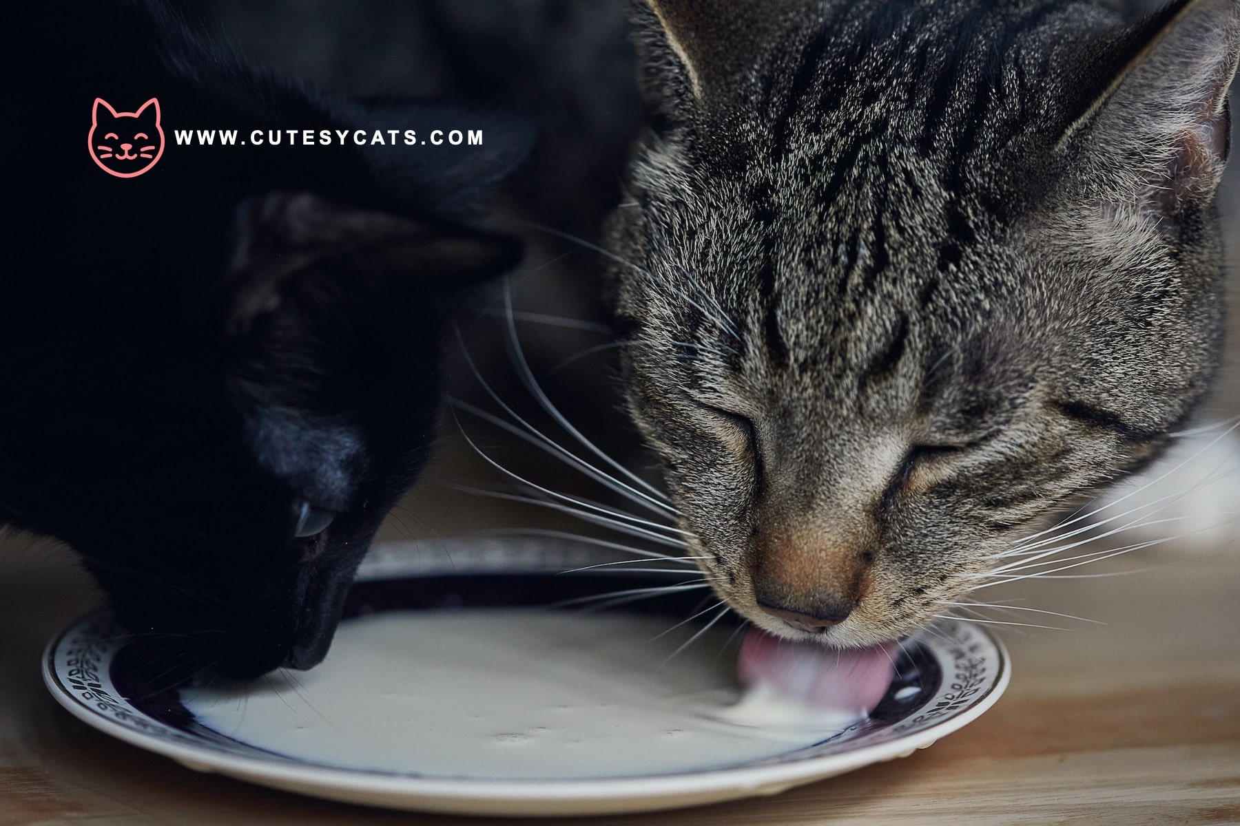 Is It Safe for Cats to Drink Milk?
