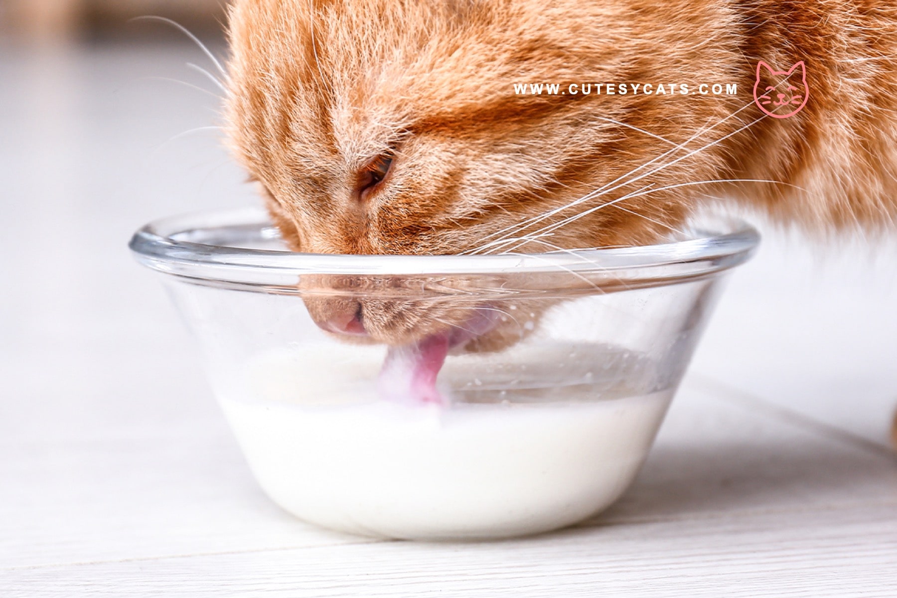 Is It Safe for Cats to Drink Milk?