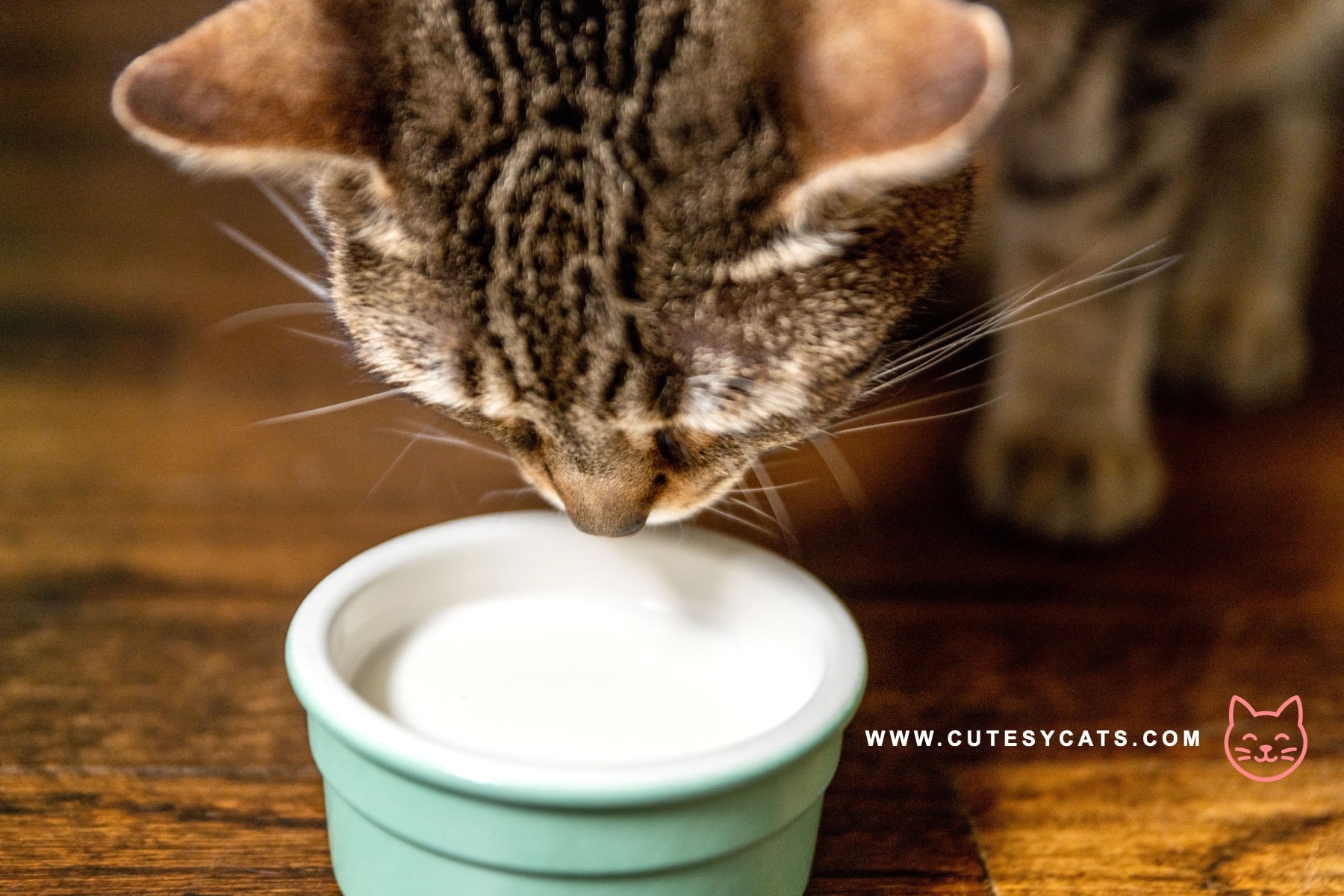 Is It Safe for Cats to Drink Milk?