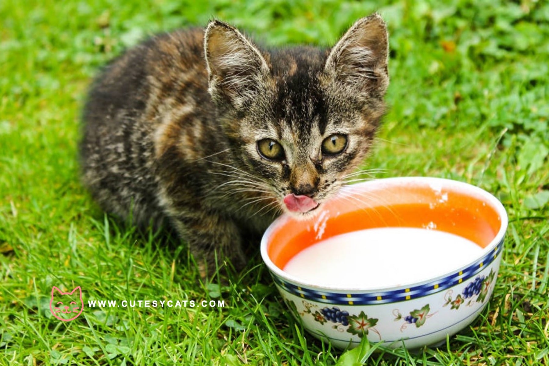 Is It Safe for Cats to Drink Milk?