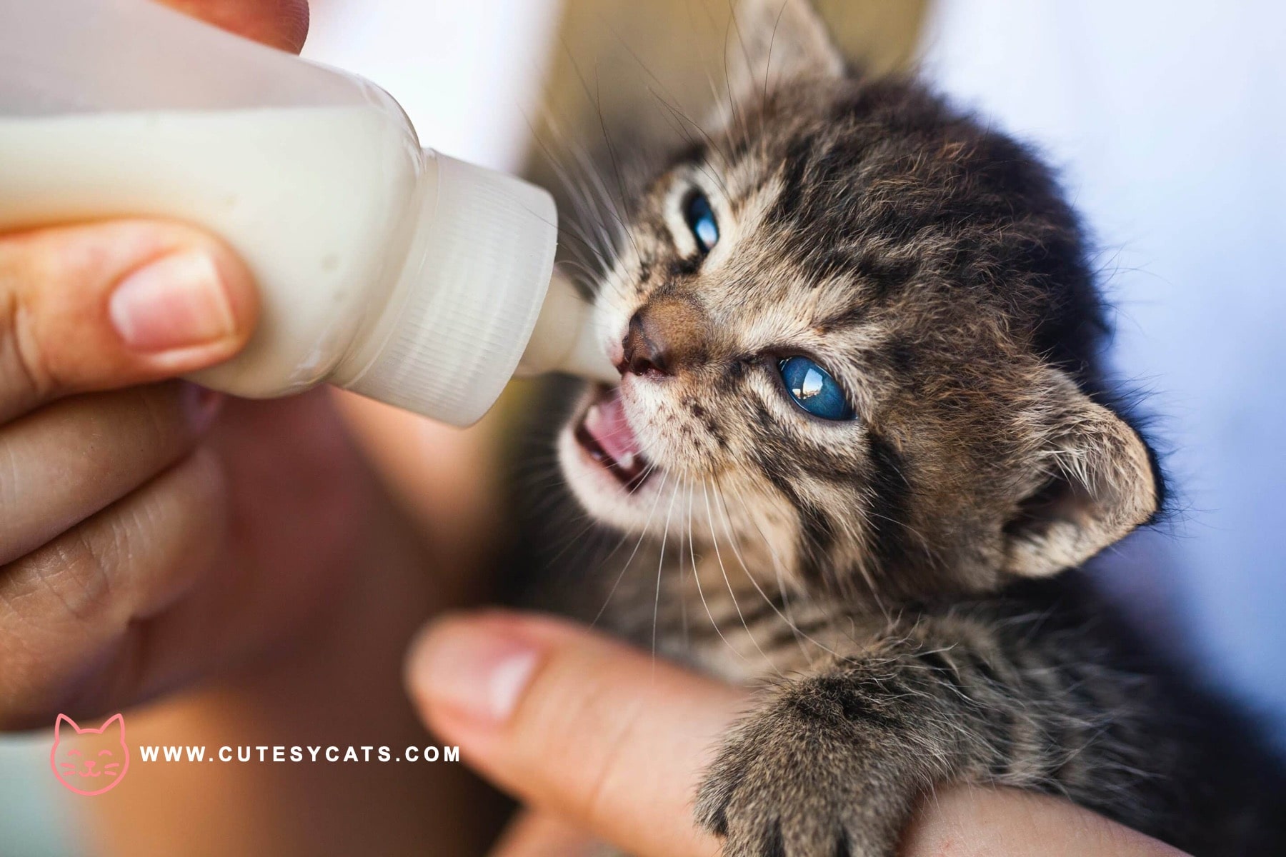 Is It Safe for Cats to Drink Milk?