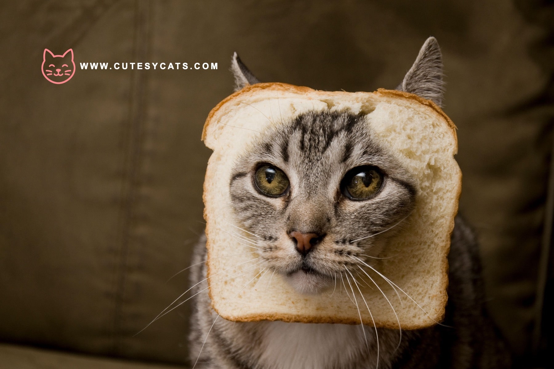 Is It Safe for Cats to Eat Bread?