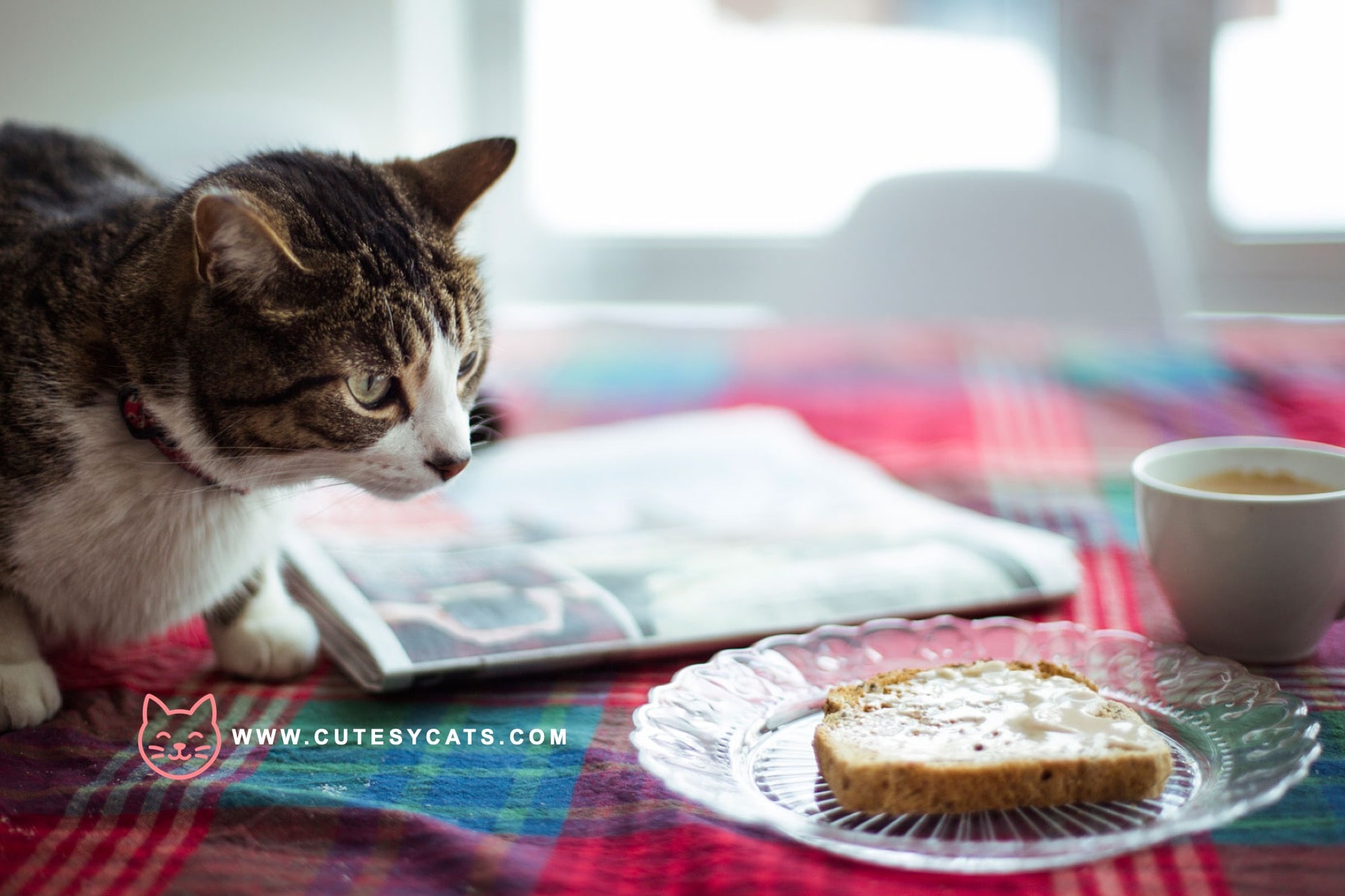 Is It Safe for Cats to Eat Bread?