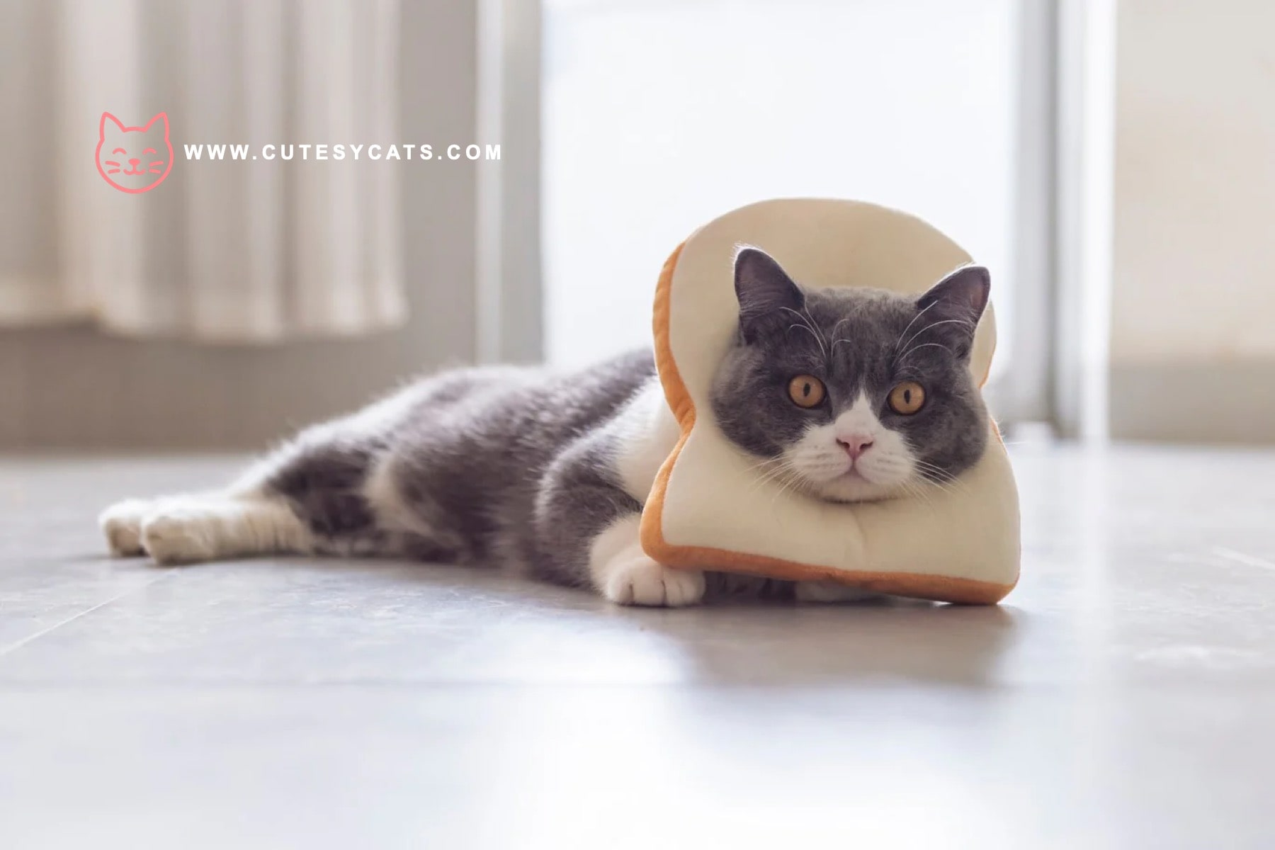 Is It Safe for Cats to Eat Bread?