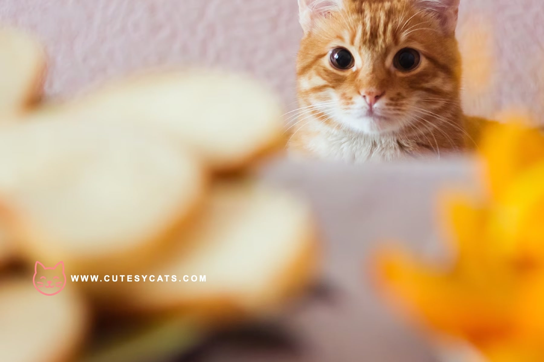 Is It Safe for Cats to Eat Bread?