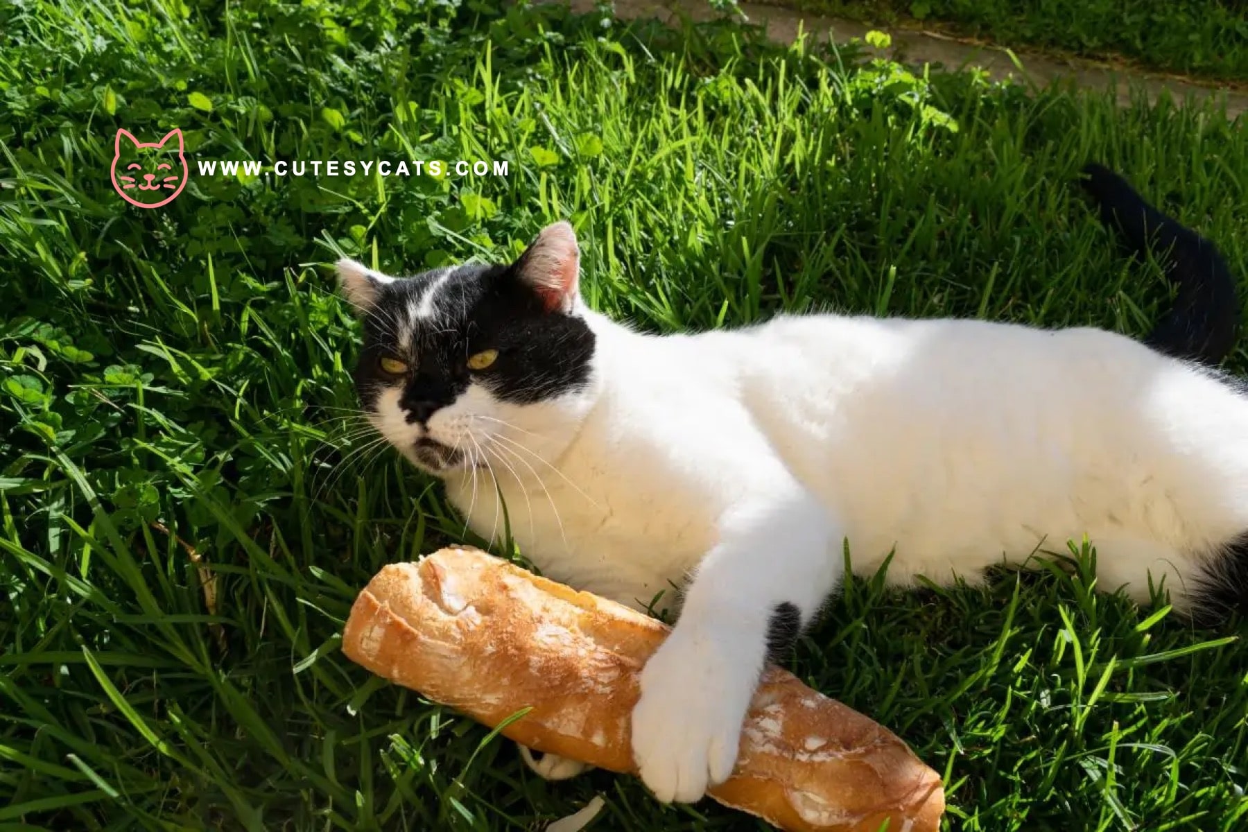 Is It Safe for Cats to Eat Bread?