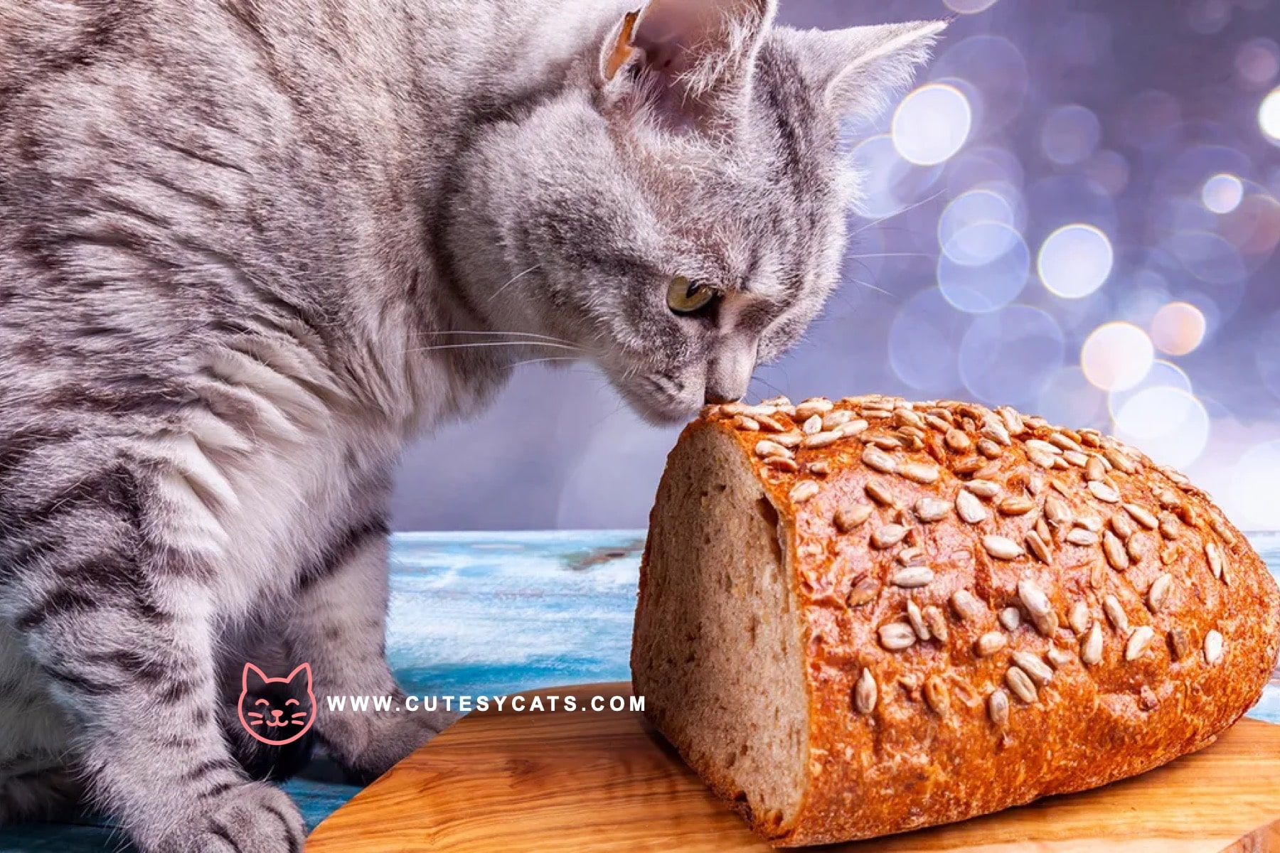 Is It Safe for Cats to Eat Bread?