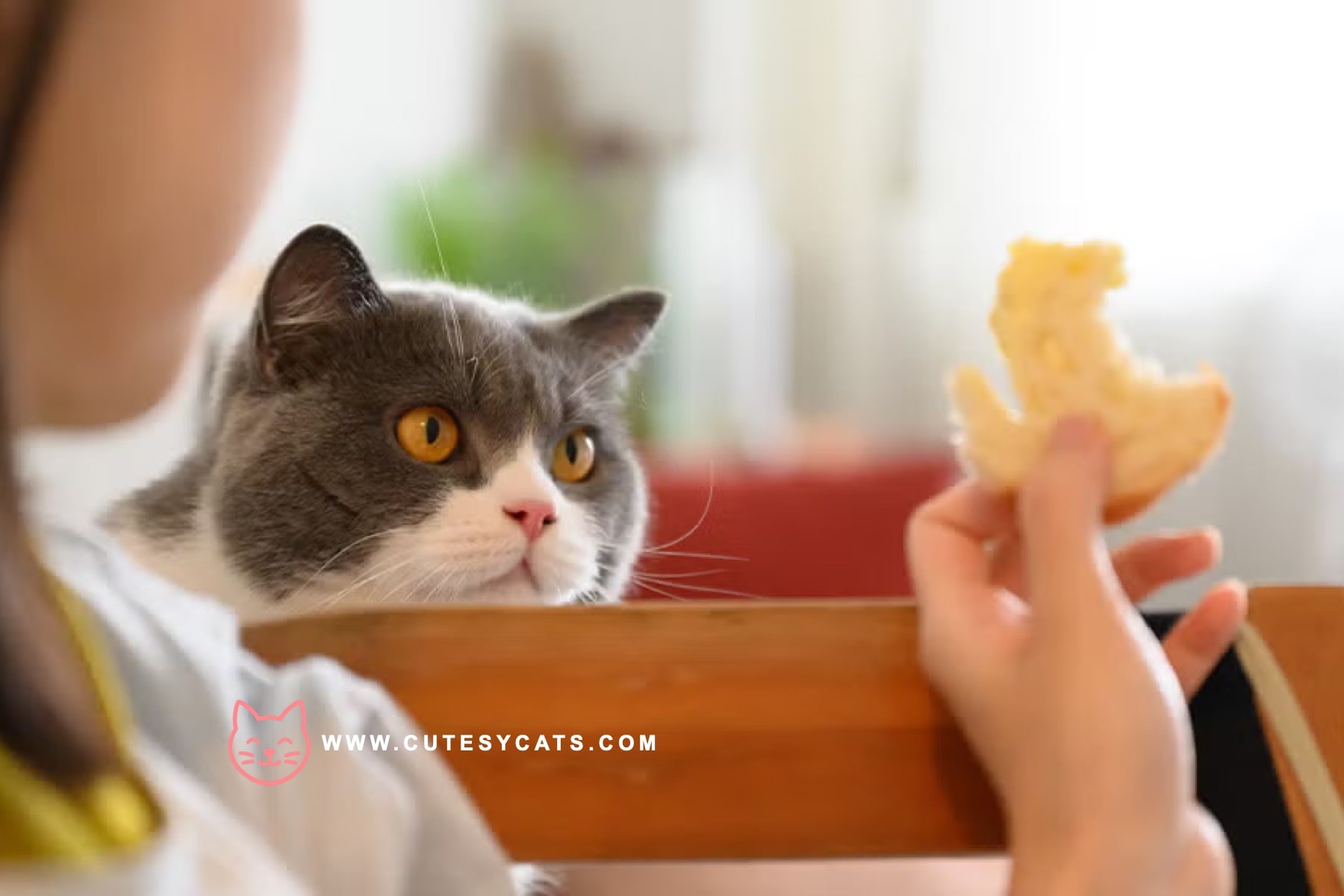 Is It Safe for Cats to Eat Bread?