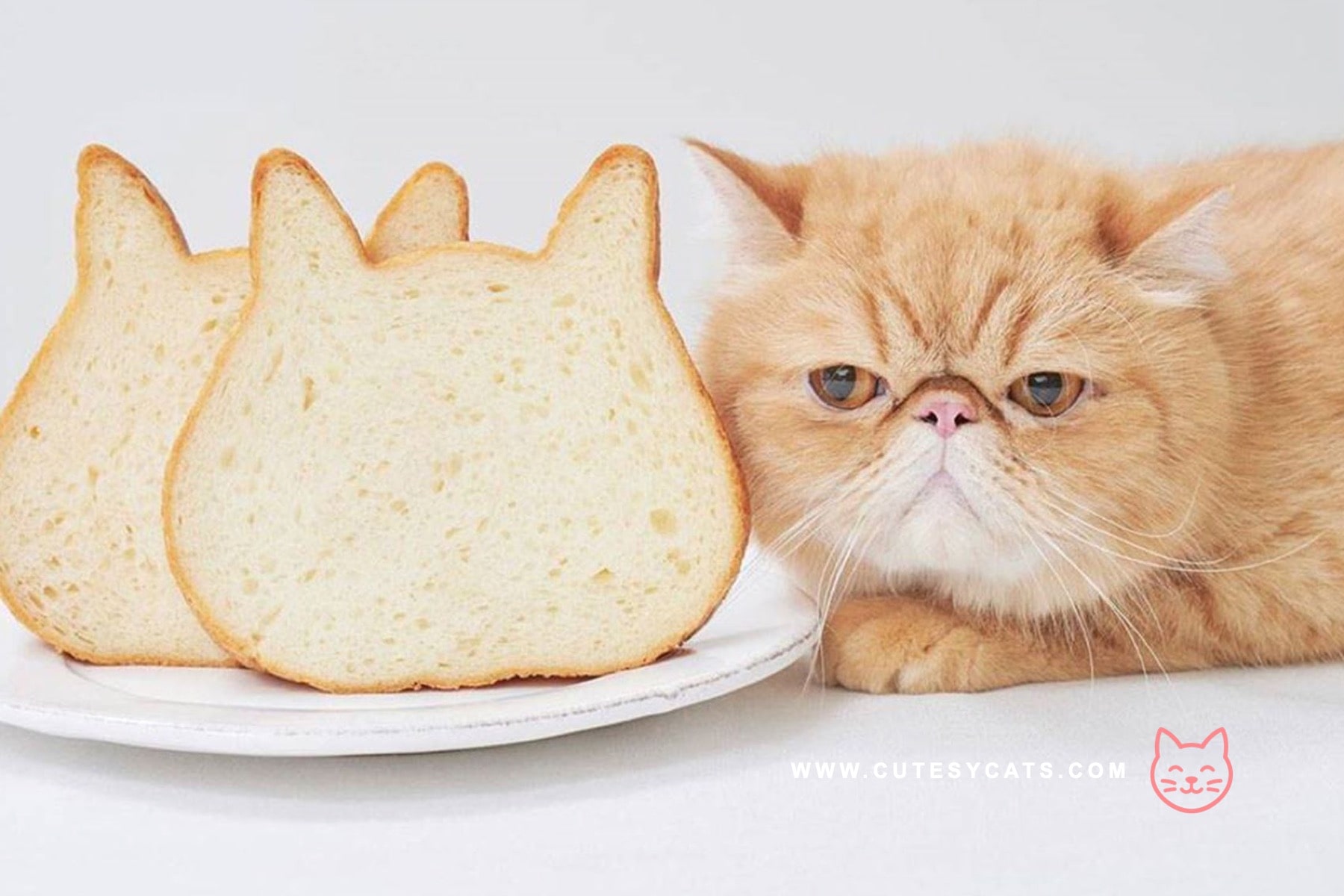 Is It Safe for Cats to Eat Bread?